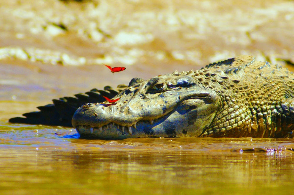 Caiman, red butterfly, crocodile's head, SD Desktop Wallpaper