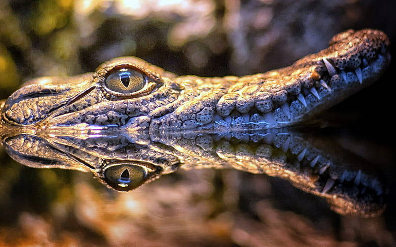 Caiman, snout, reflection, SD Desktop Wallpaper