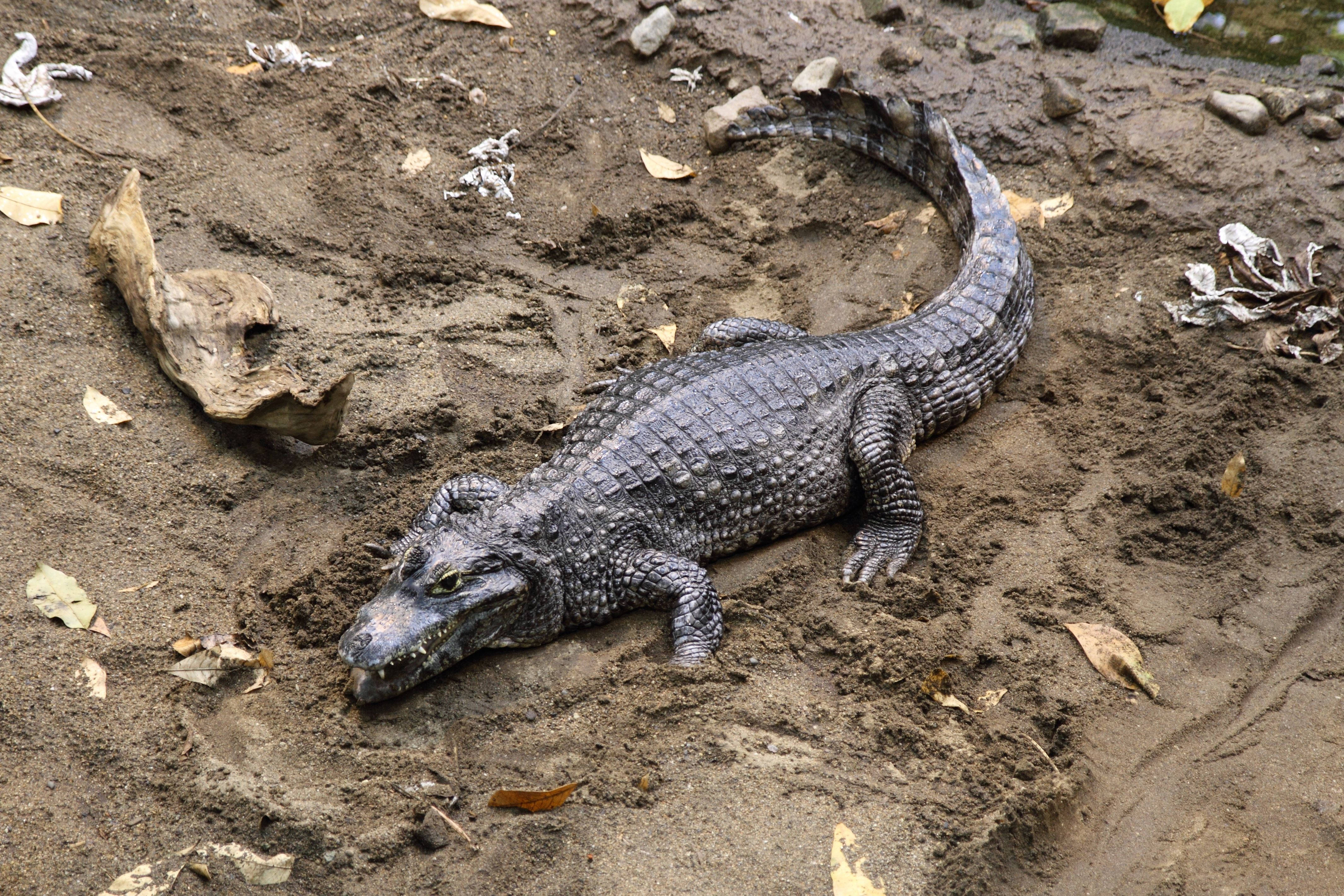 caiman, muddy riverbank, dry leaves, 4K Desktop Wallpaper