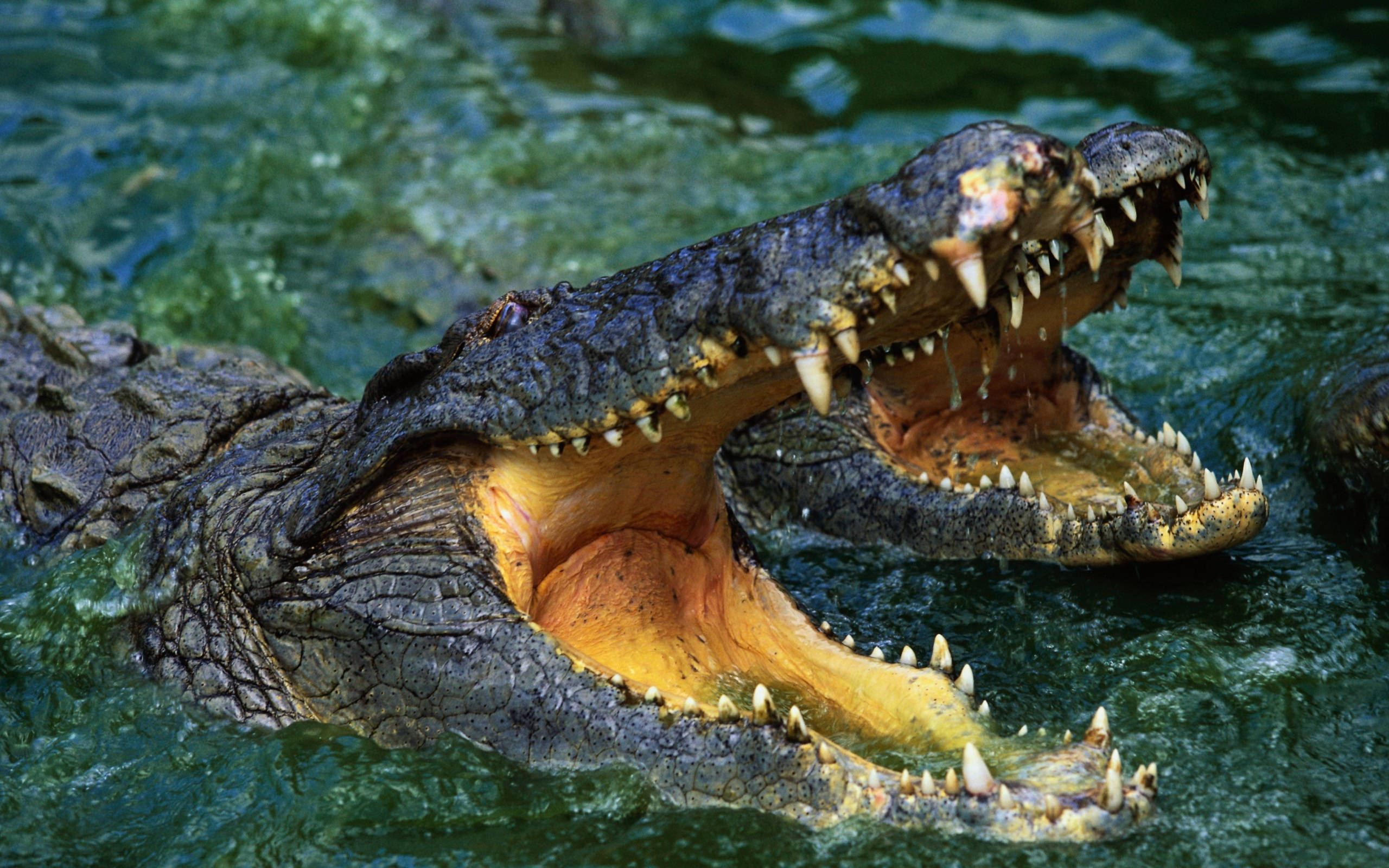 Caiman, murky green water, sharp teeth, 2K Desktop Wallpaper