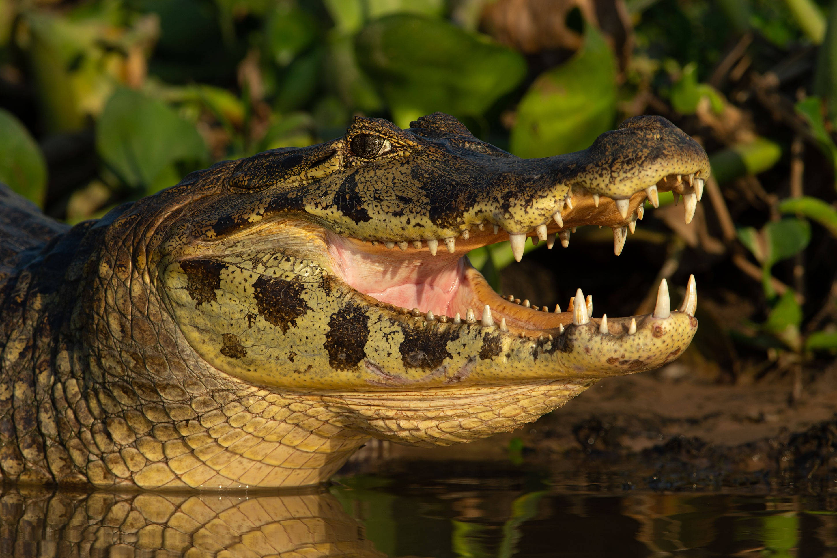 Caiman, mouth agape, sharp teeth, 2K Desktop Wallpaper