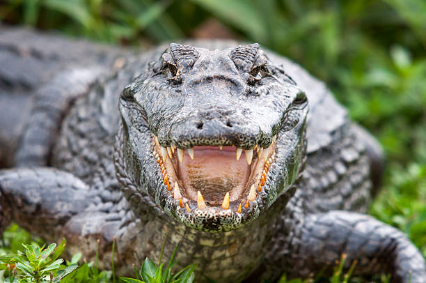 Caiman, alligator, sharp teeth, SD Desktop Wallpaper