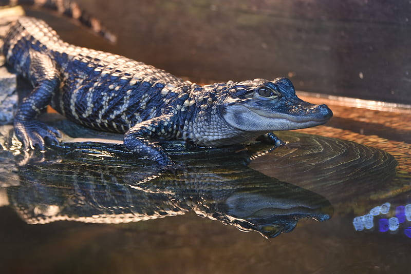 Caiman, wet rock, shallow water, SD Desktop Wallpaper