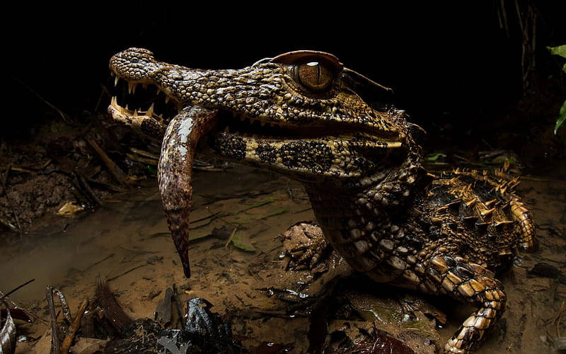 Caiman, fish, muddy swamp, SD Desktop Wallpaper