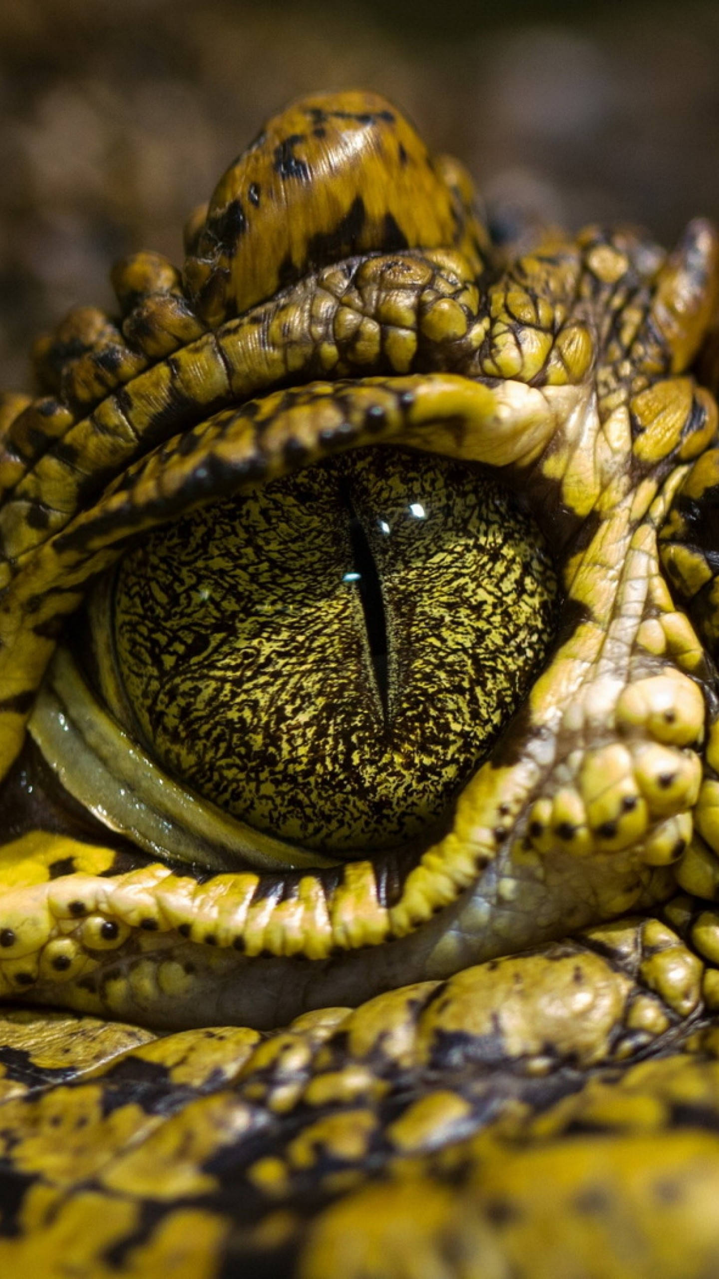 Caiman, green eyes, yellow and black eye, 2K Phone Wallpaper