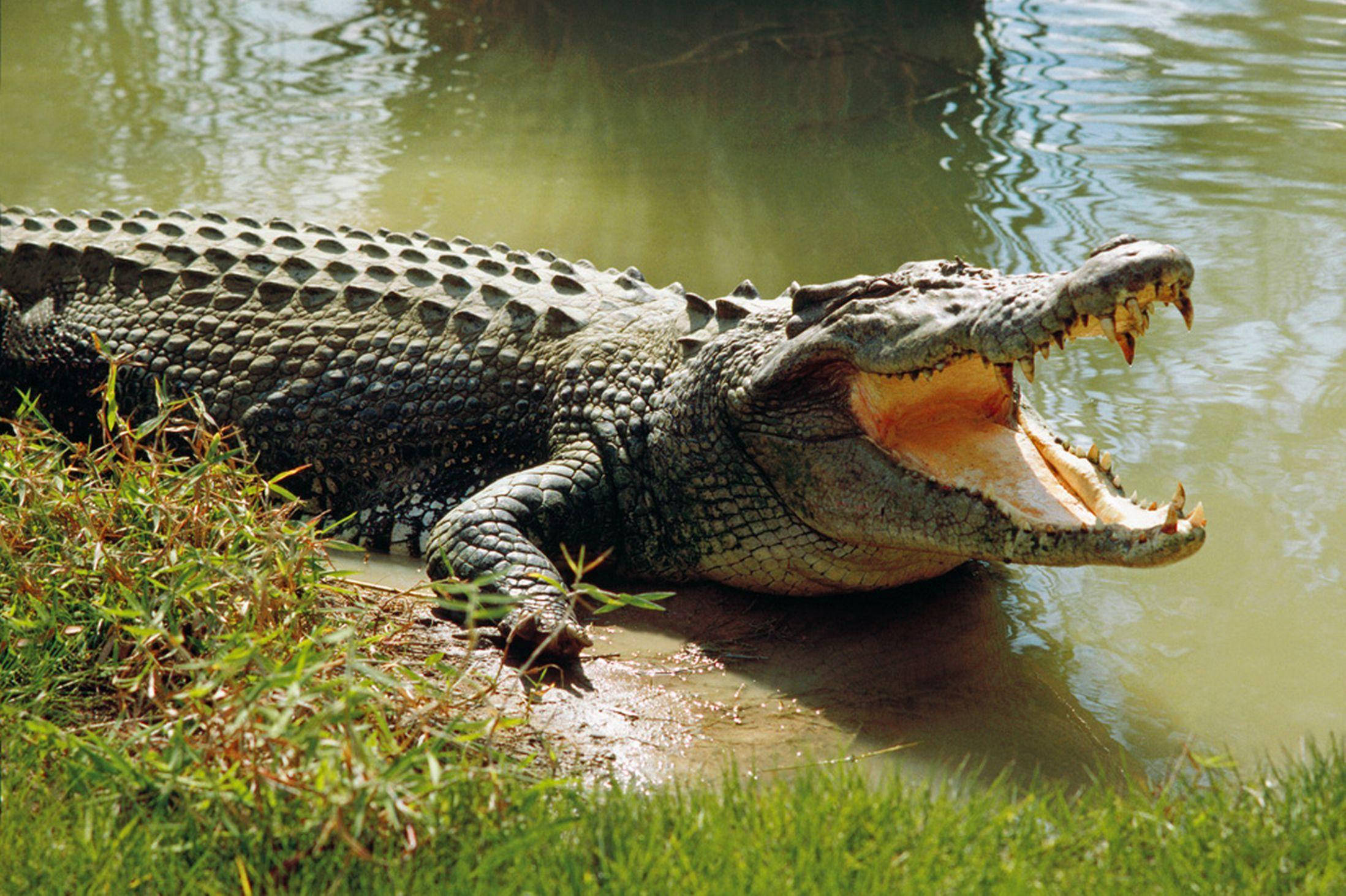 Caiman, muddy bank, calm greenish water body, Full HD Desktop Wallpaper