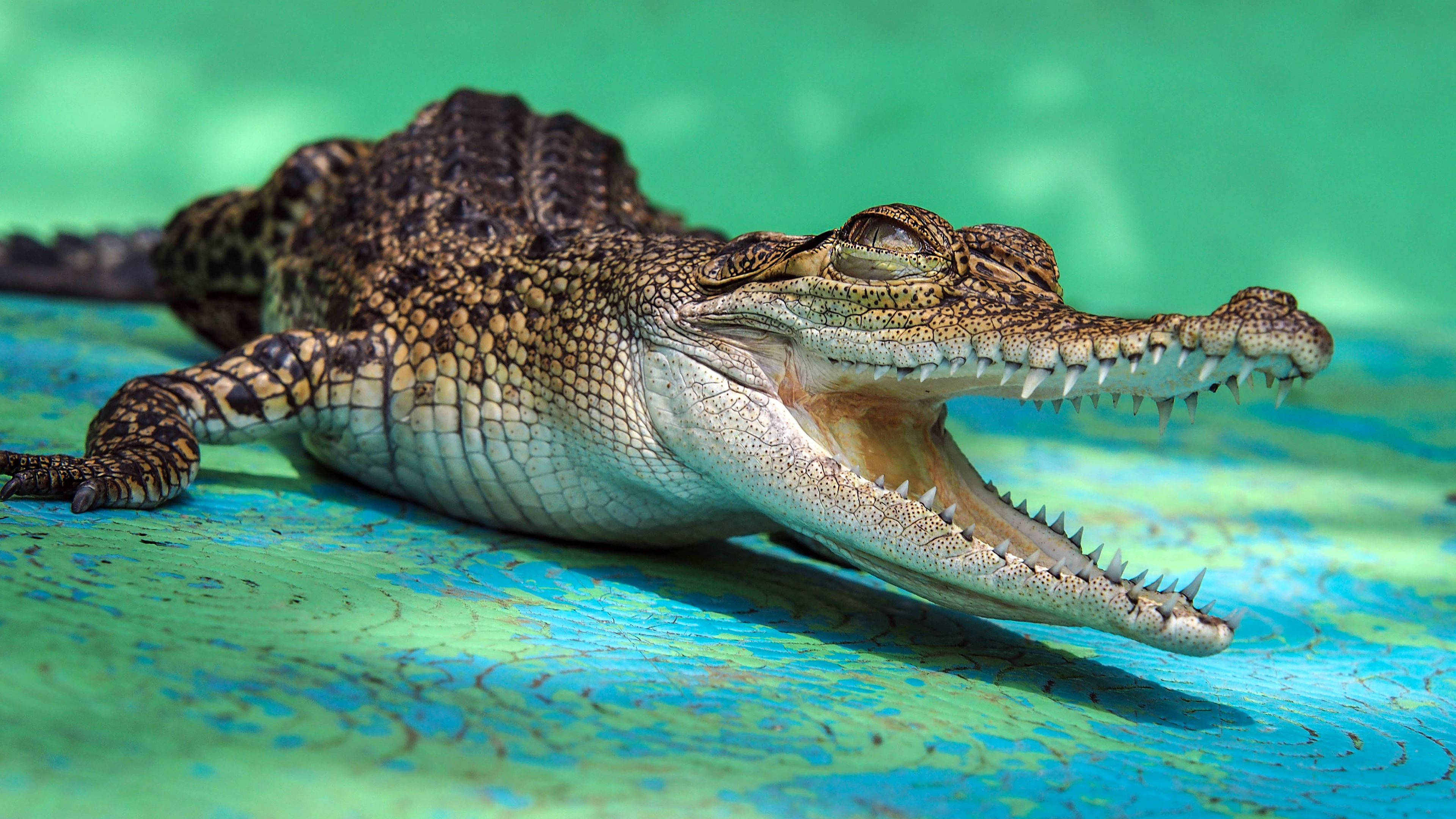 small caiman, open mouth, vibrant turquoise surface, 4K Desktop Wallpaper