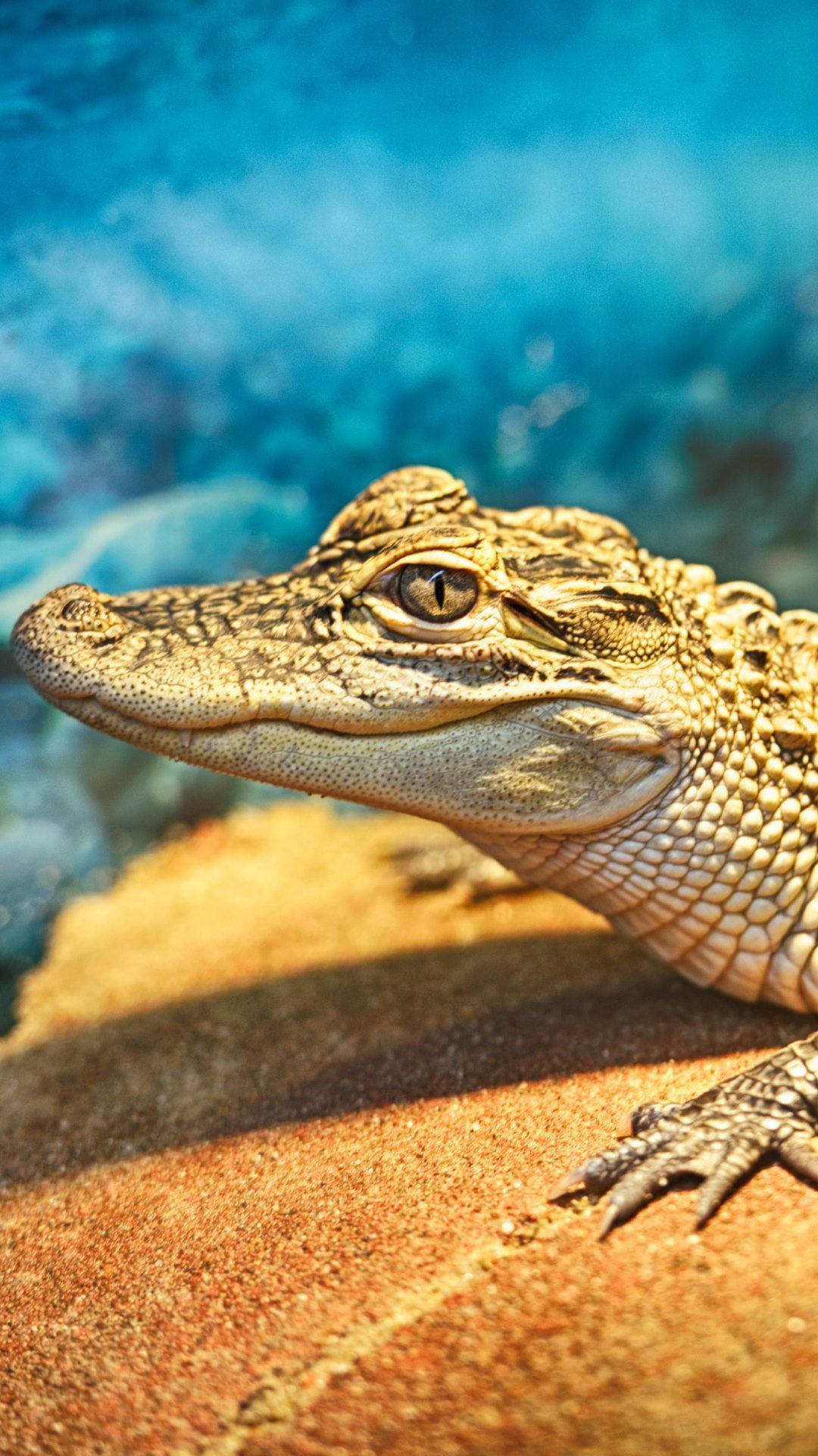 Caiman, sunlit rock, vibrant blue water, Full HD Phone Wallpaper