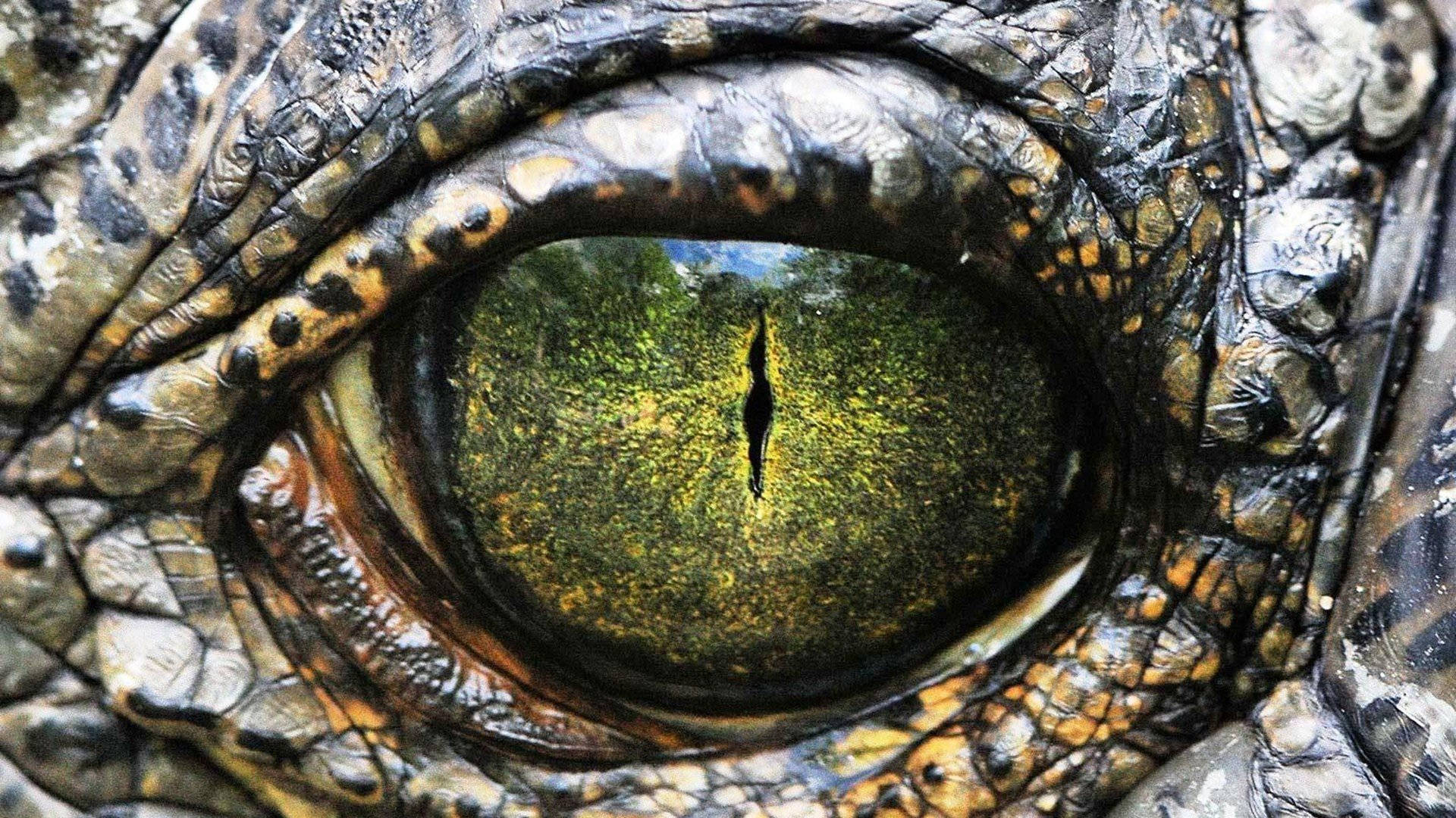 Caiman, fierce green eyes, crocodile's eye, Full HD Desktop Wallpaper