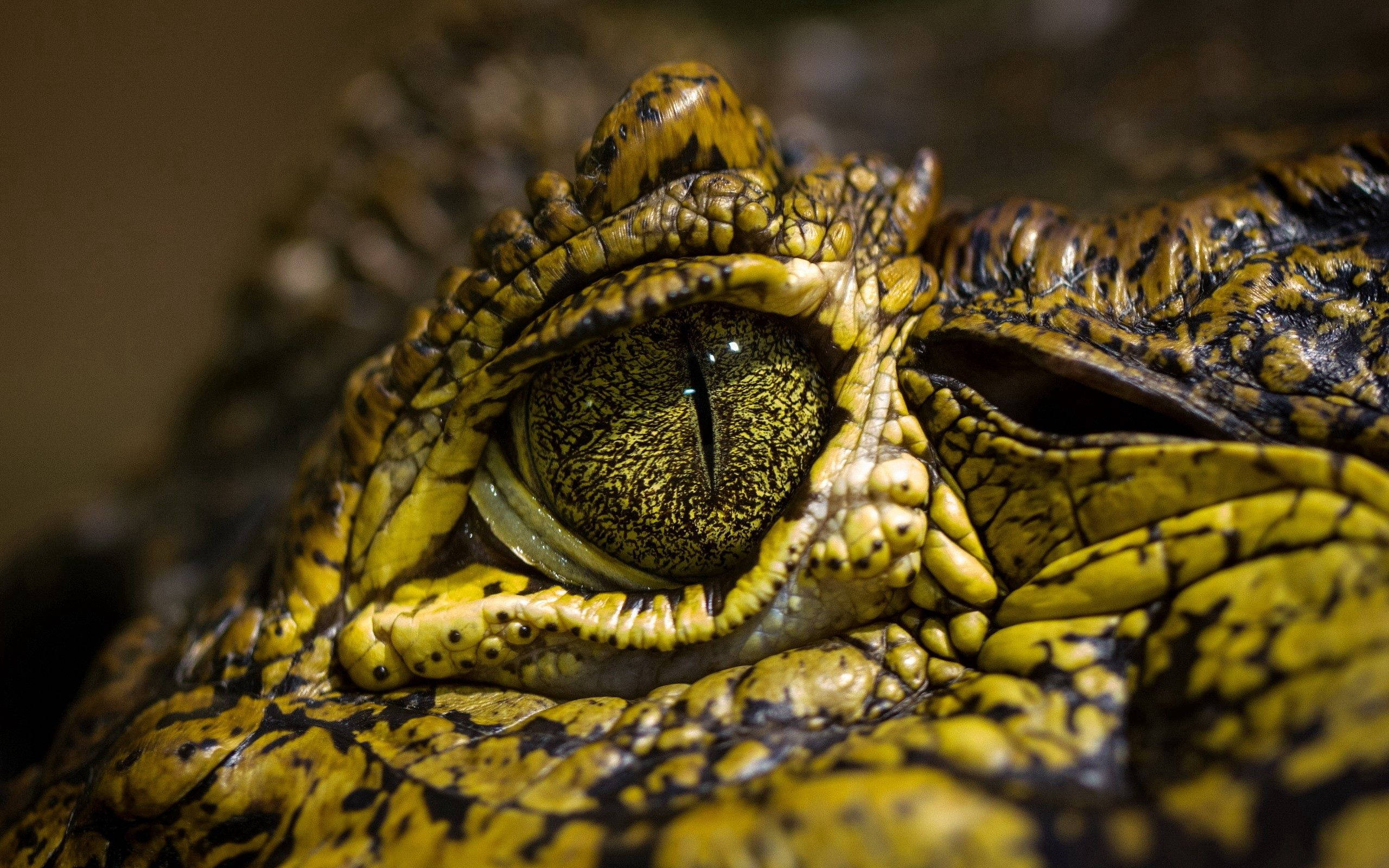 Caiman, green eyes, crocodile's eye, 2K Desktop Wallpaper