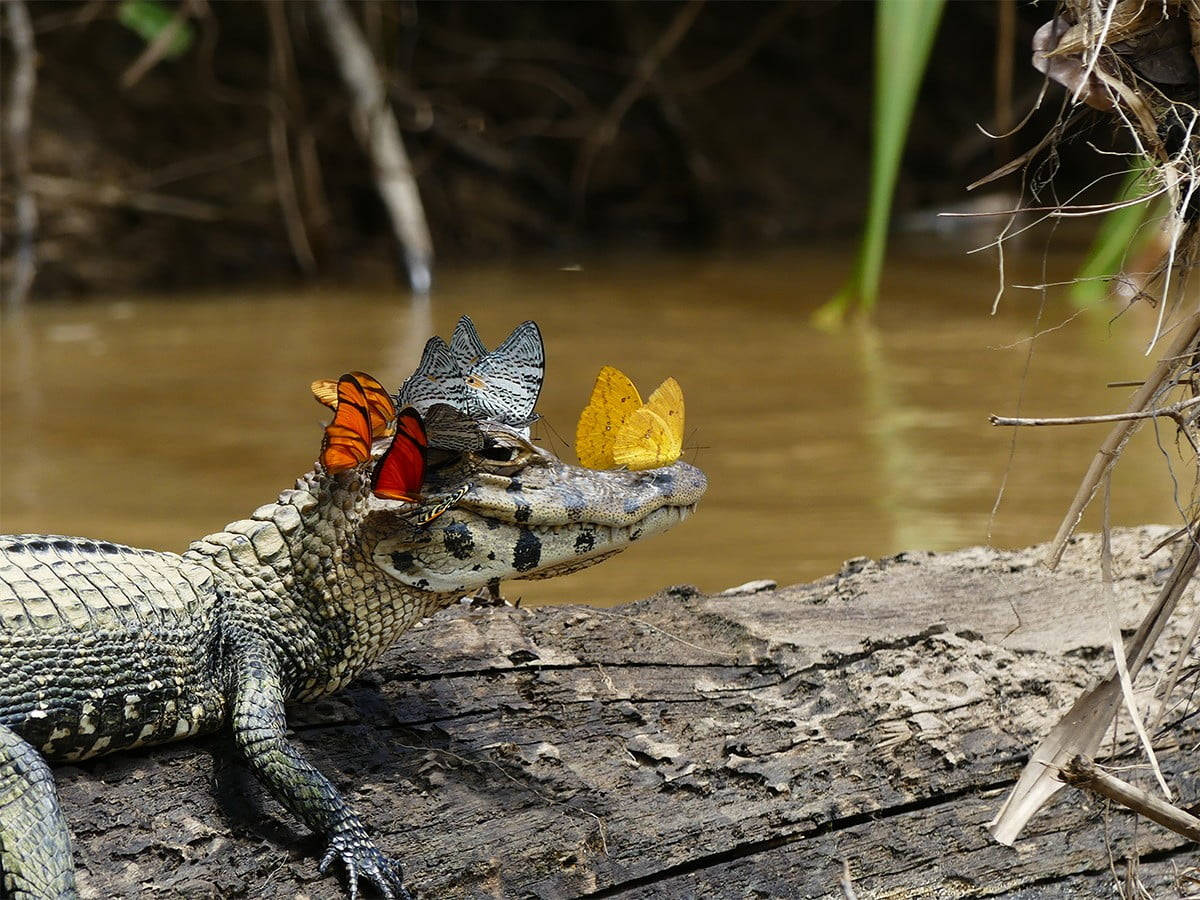 Caiman, butterflies, log, SD Desktop Wallpaper