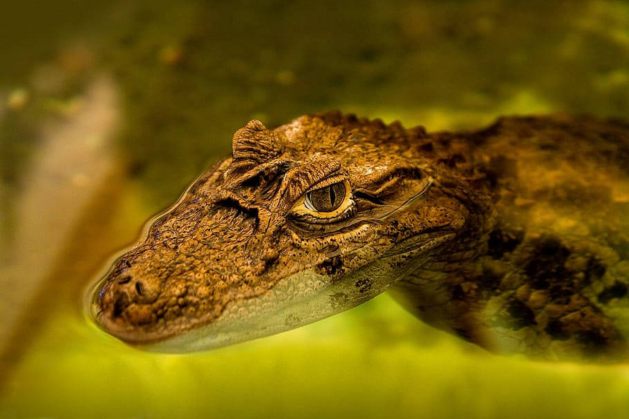Caiman, murky green water, textured head, SD Desktop Wallpaper