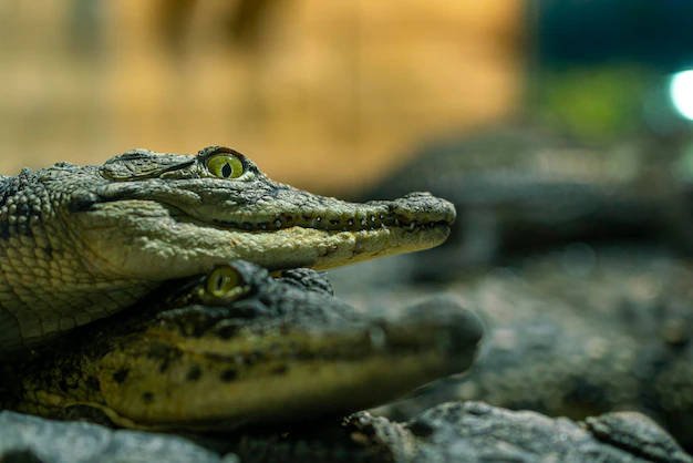 Caiman, rocks, yellow eyes, SD Desktop Wallpaper