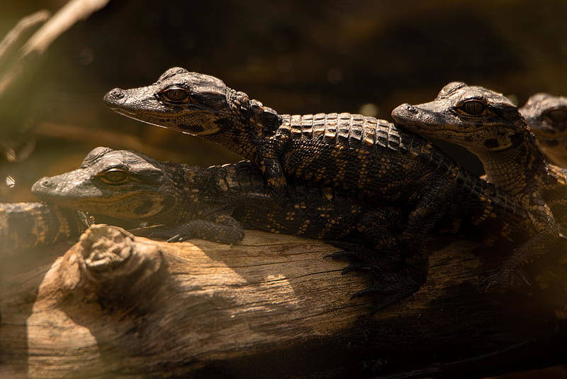 Caiman, baby caimans, weathered log, SD Desktop Wallpaper