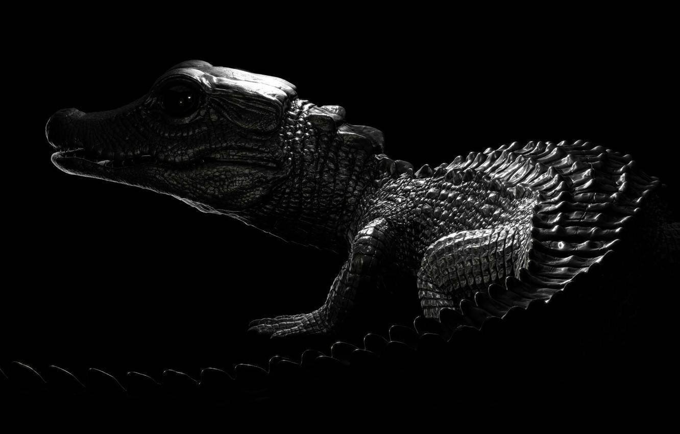Caiman, baby alligator, black and white portrait, HD Desktop Wallpaper