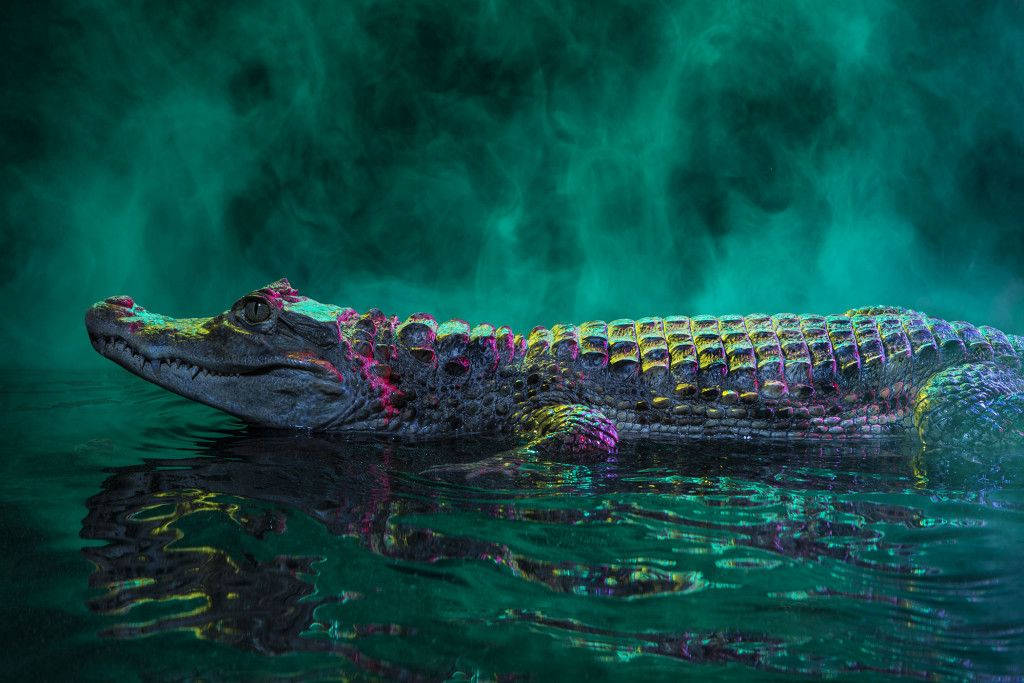 Caiman, iridescent scales, glowing teal water, SD Desktop Wallpaper