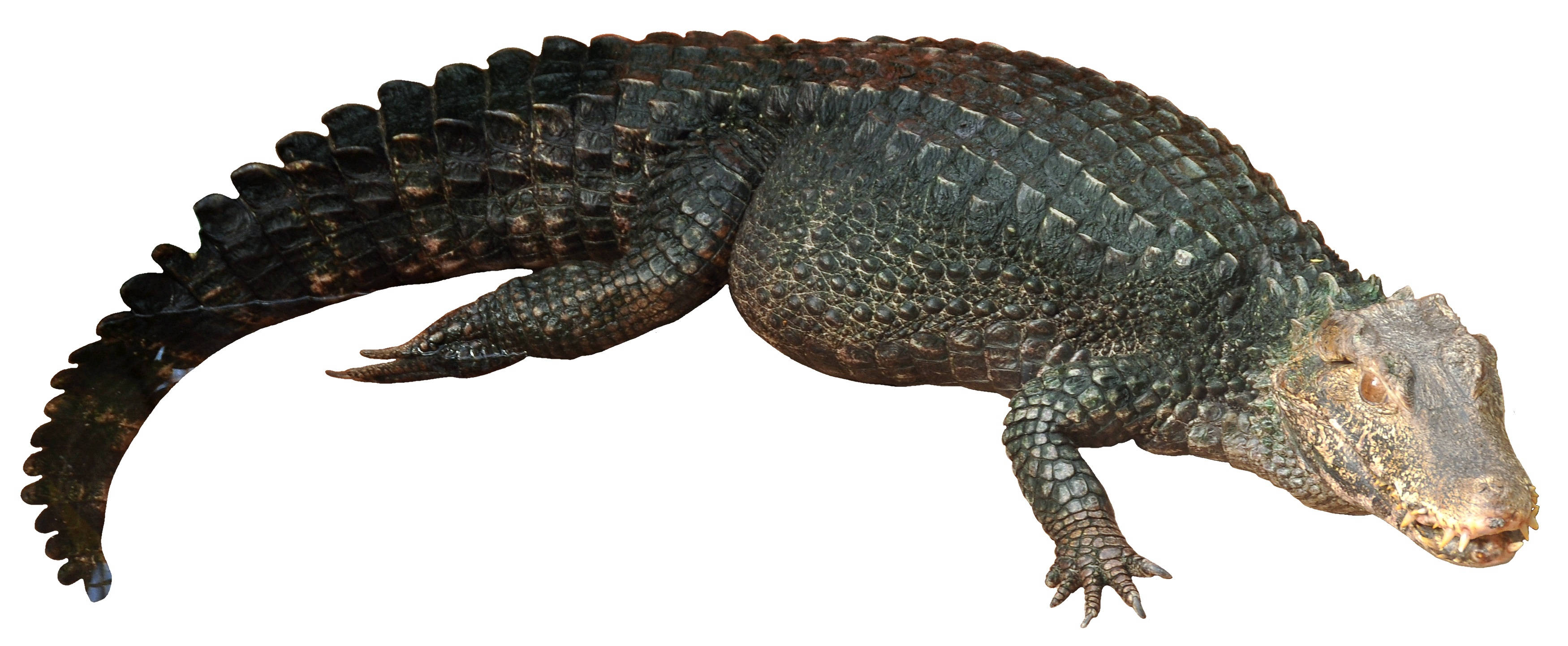 Caiman, plain white backdrop, dark-scaled, 2K Desktop Wallpaper