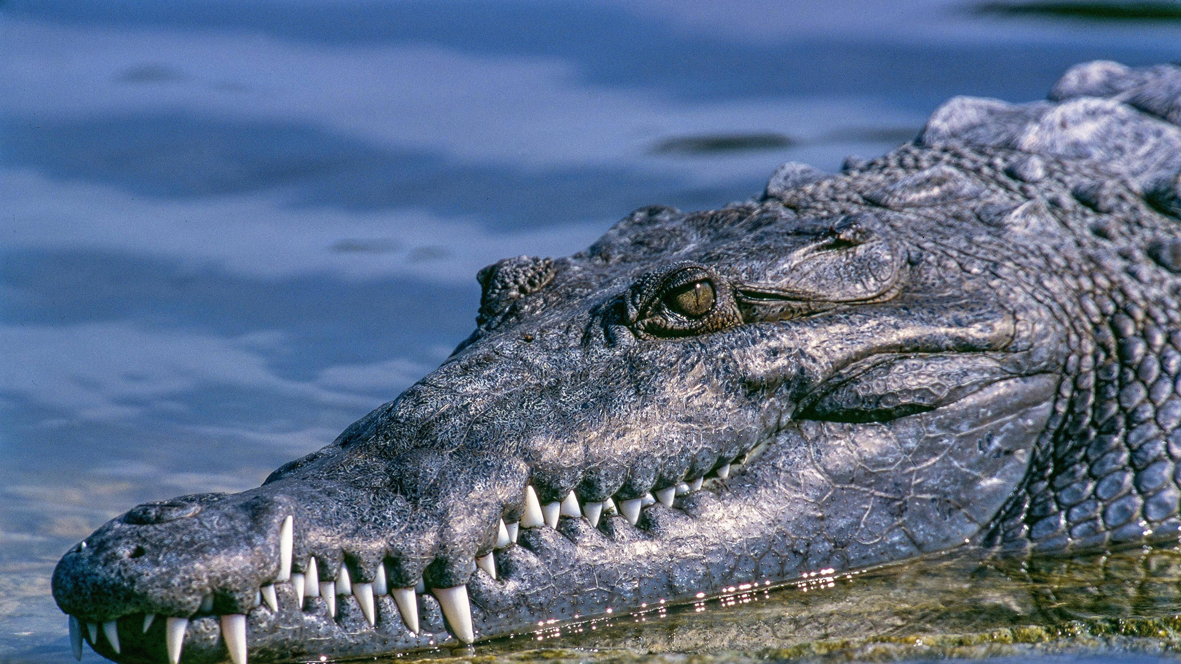 Caiman, long snout, crocodile's head, 4K Desktop Wallpaper