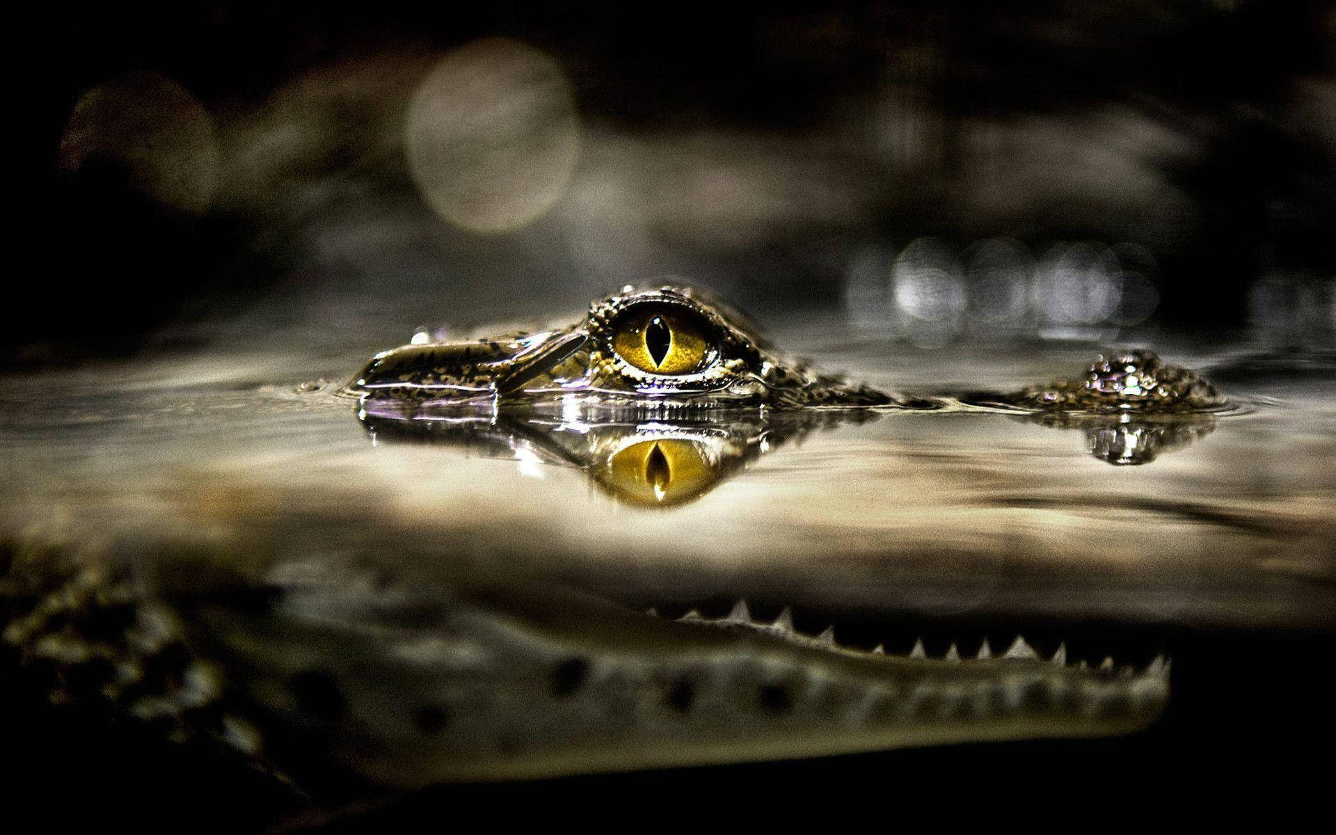 Caiman, yellow eye, dark water, Full HD Desktop Wallpaper