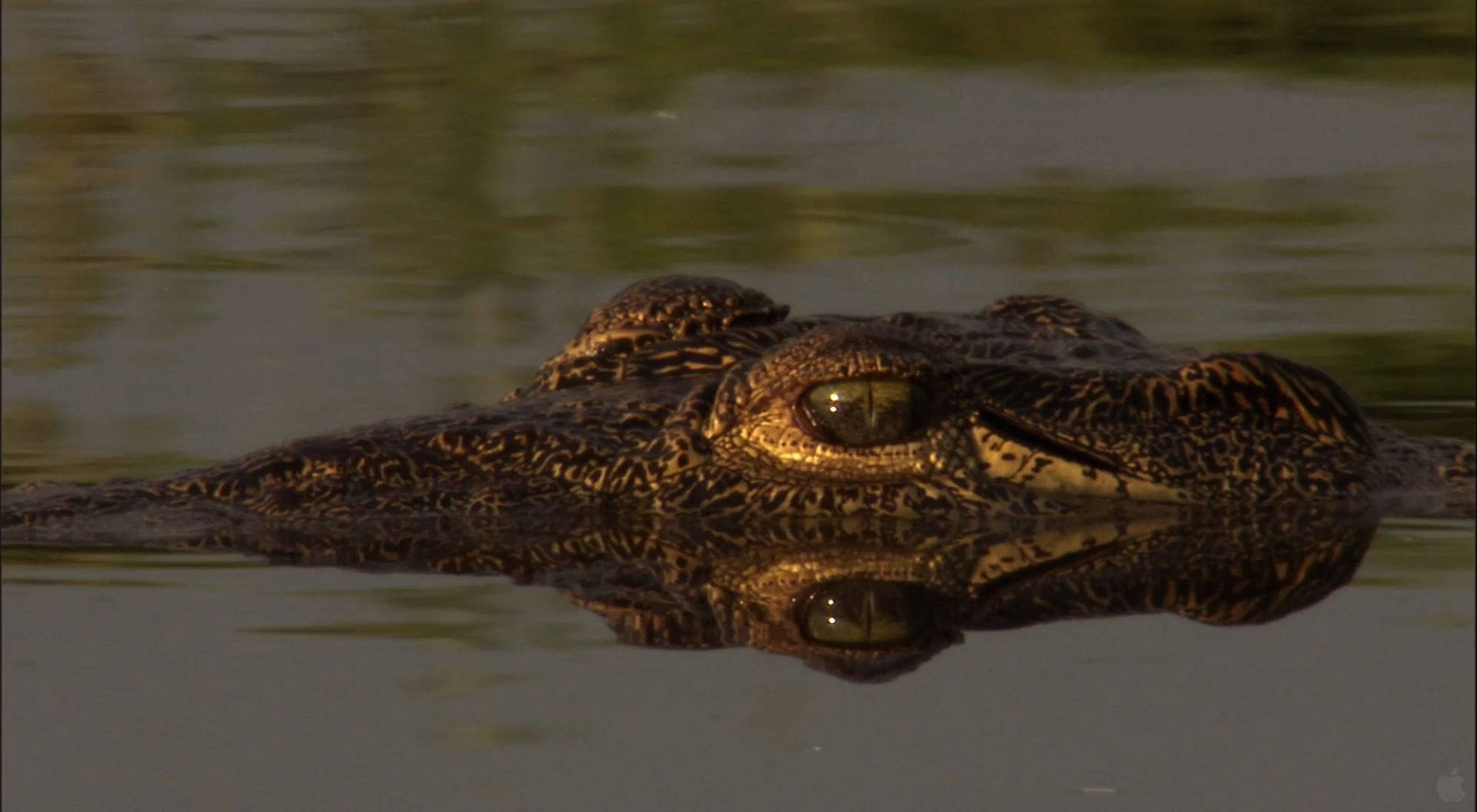 Caiman, water surface, crocodile, Full HD Desktop Wallpaper