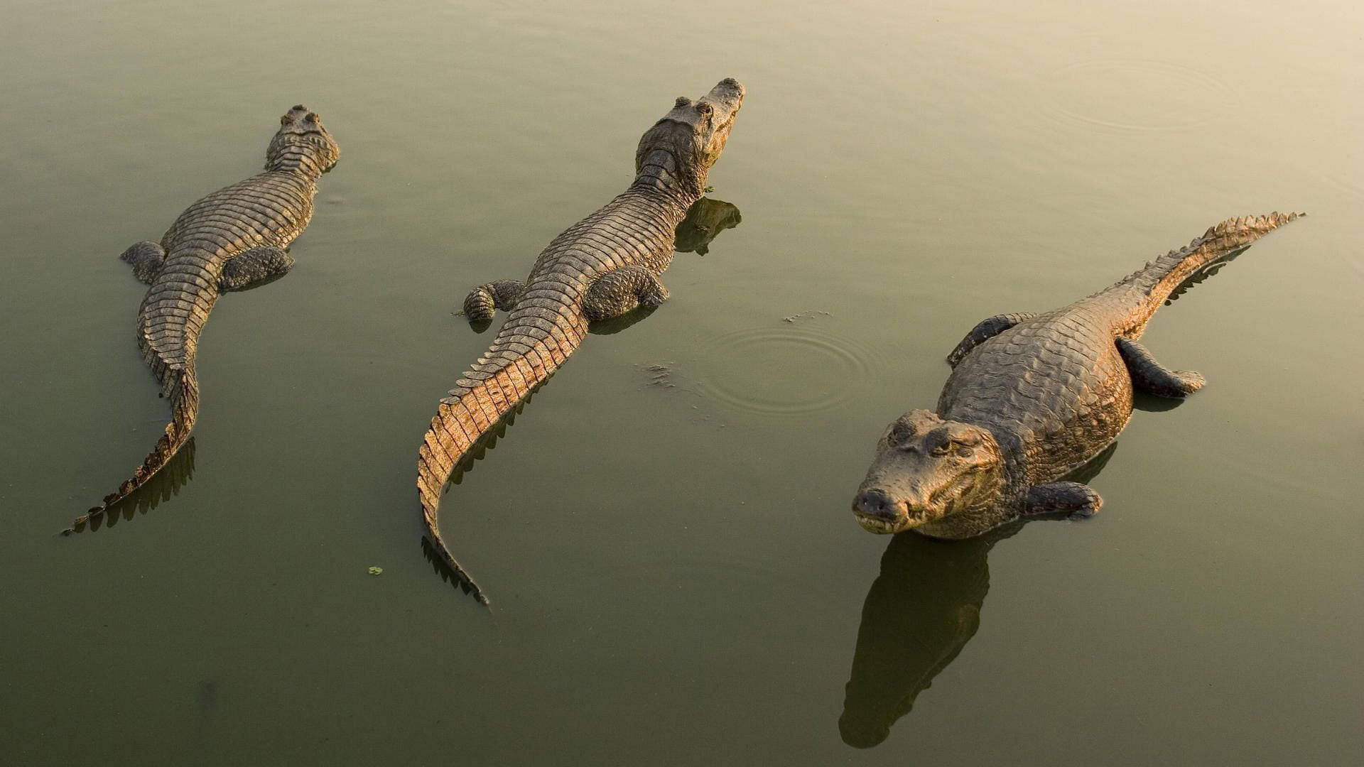 Caiman, golden light, calm water, Full HD Desktop Wallpaper