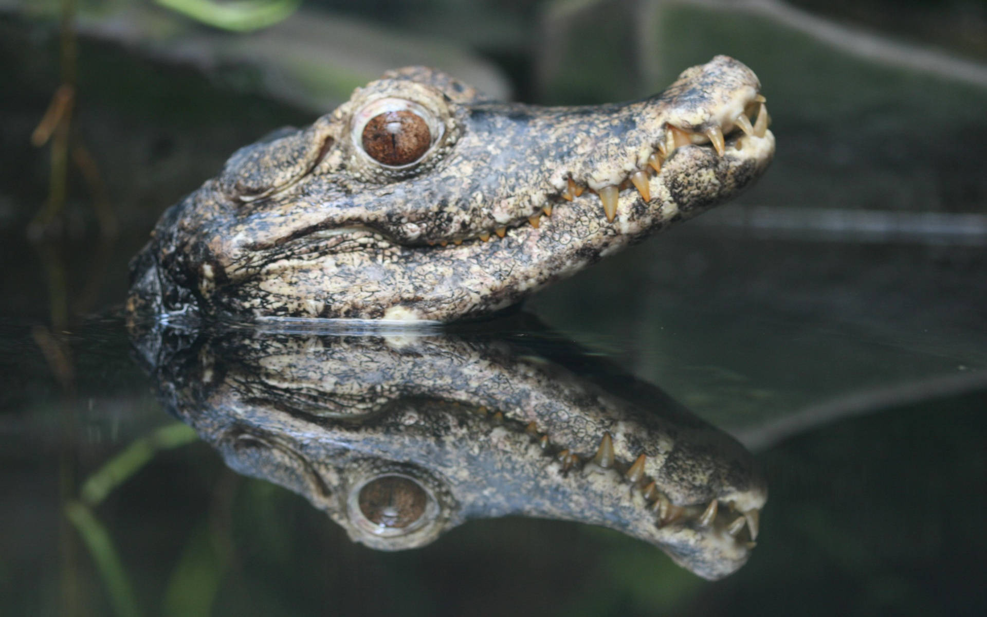 baby caiman, caiman's head, dark water, Full HD Desktop Wallpaper