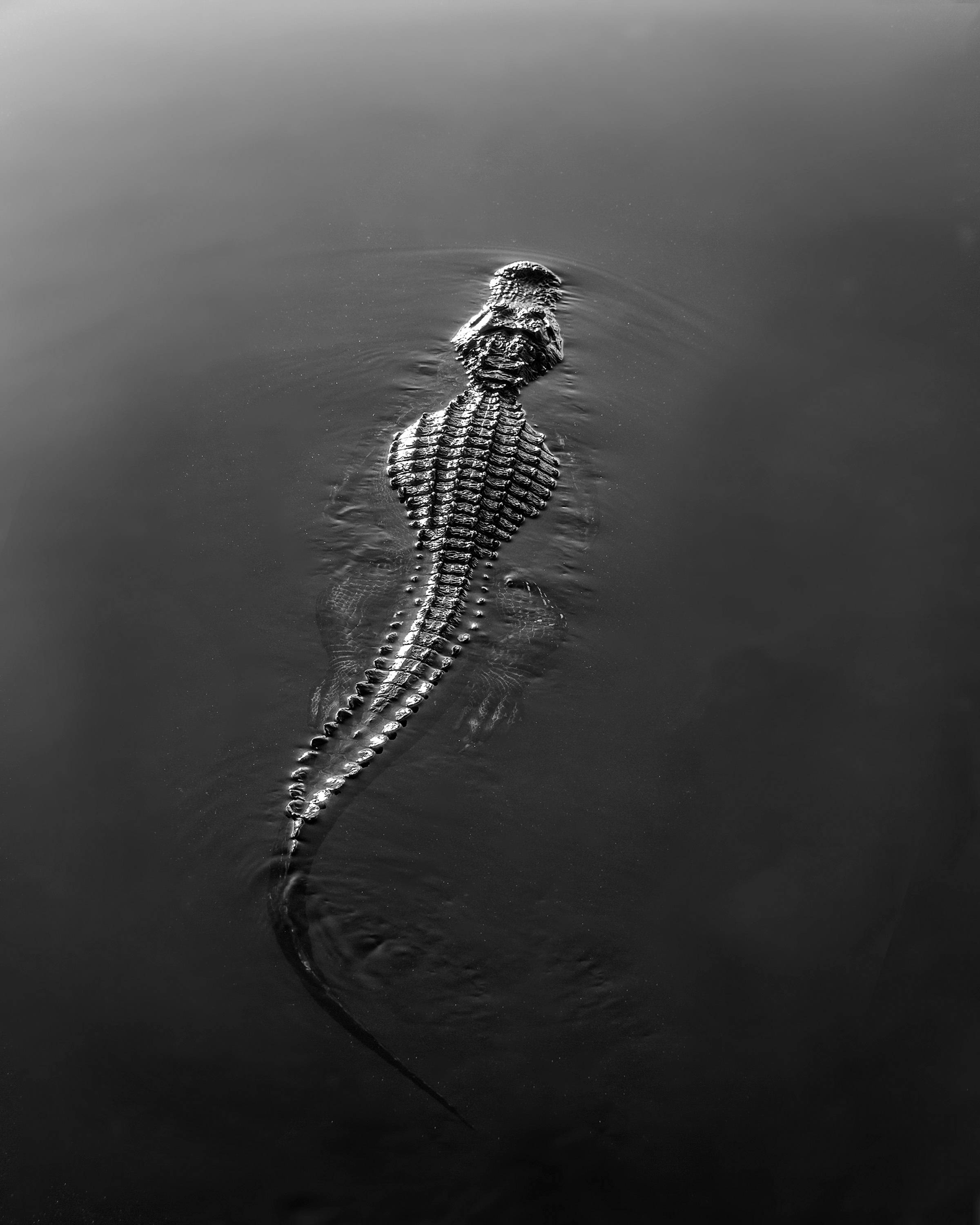 Caiman, black and white, alligator, 2K Phone Wallpaper