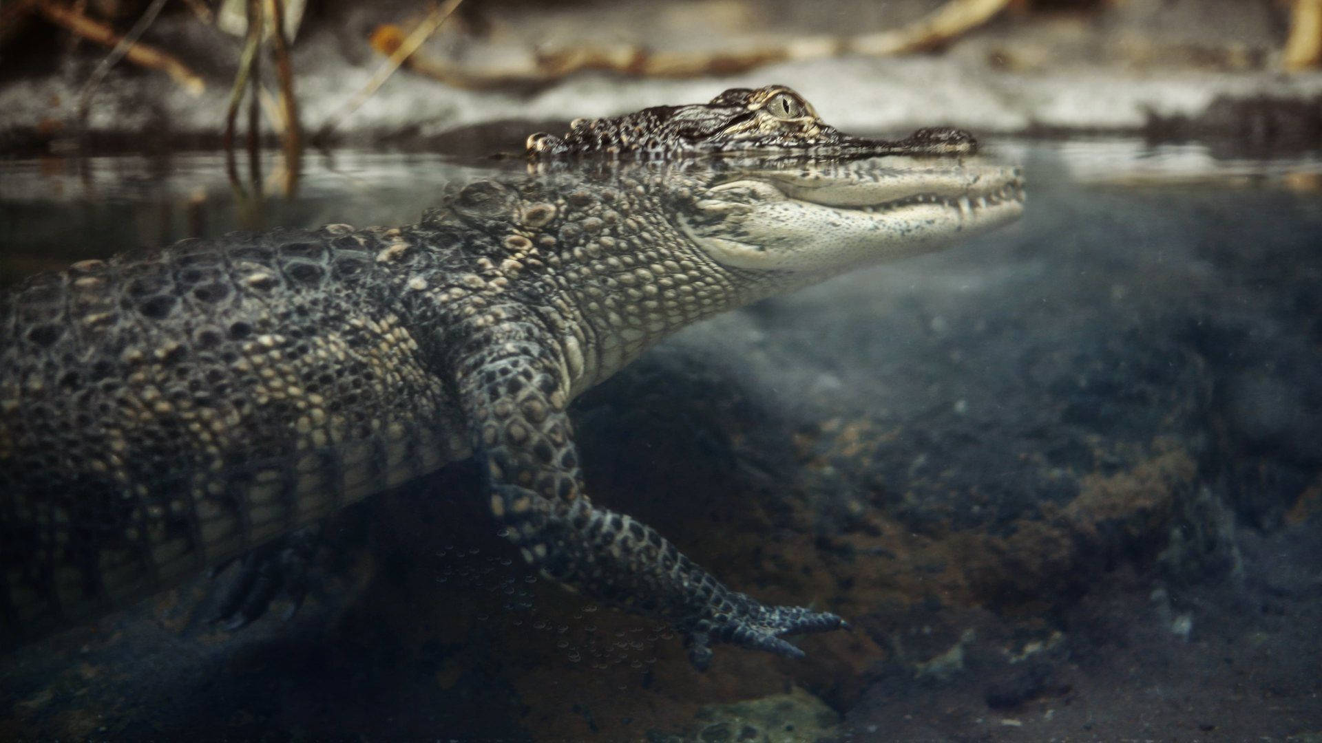 Caiman, murky water, crocodile, Full HD Desktop Wallpaper