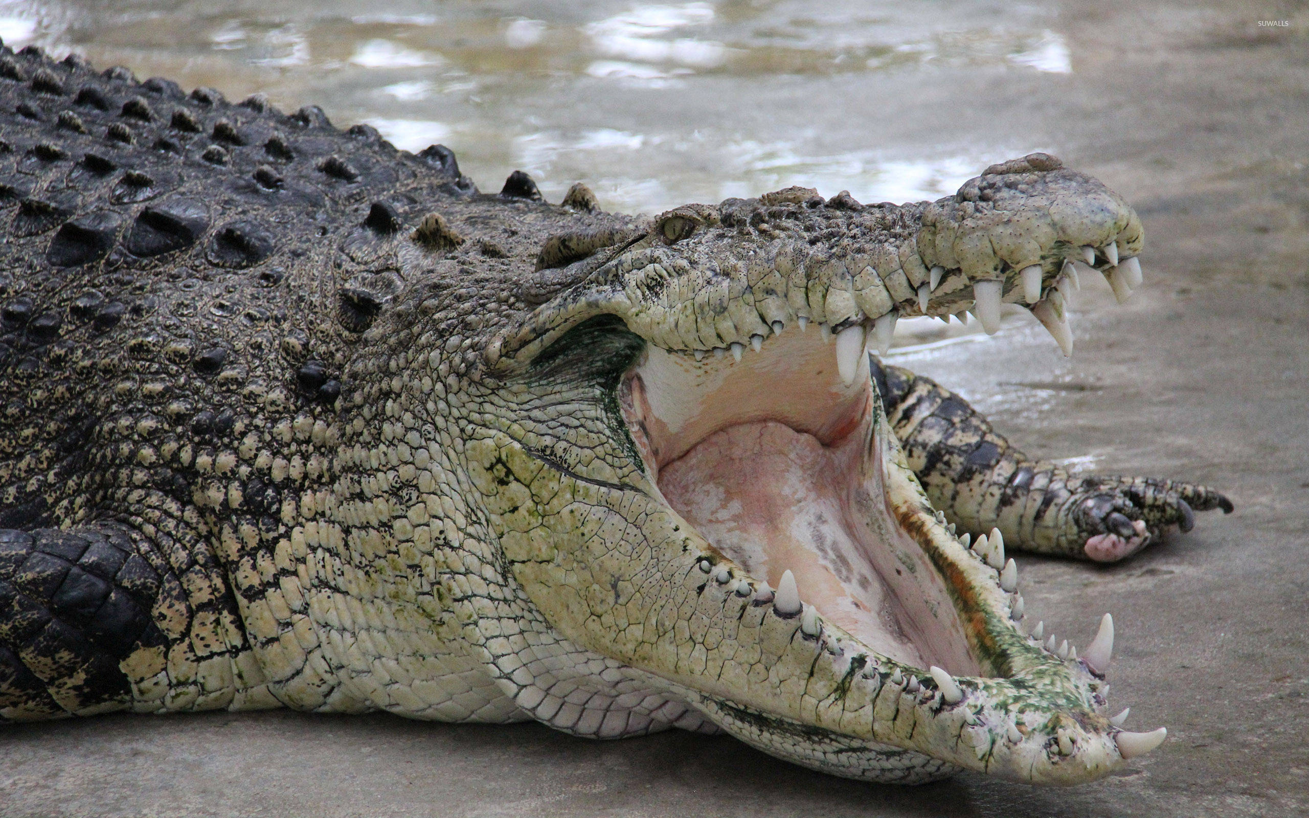 Caiman, wide open mouth, sharp teeth, 2K Desktop Wallpaper