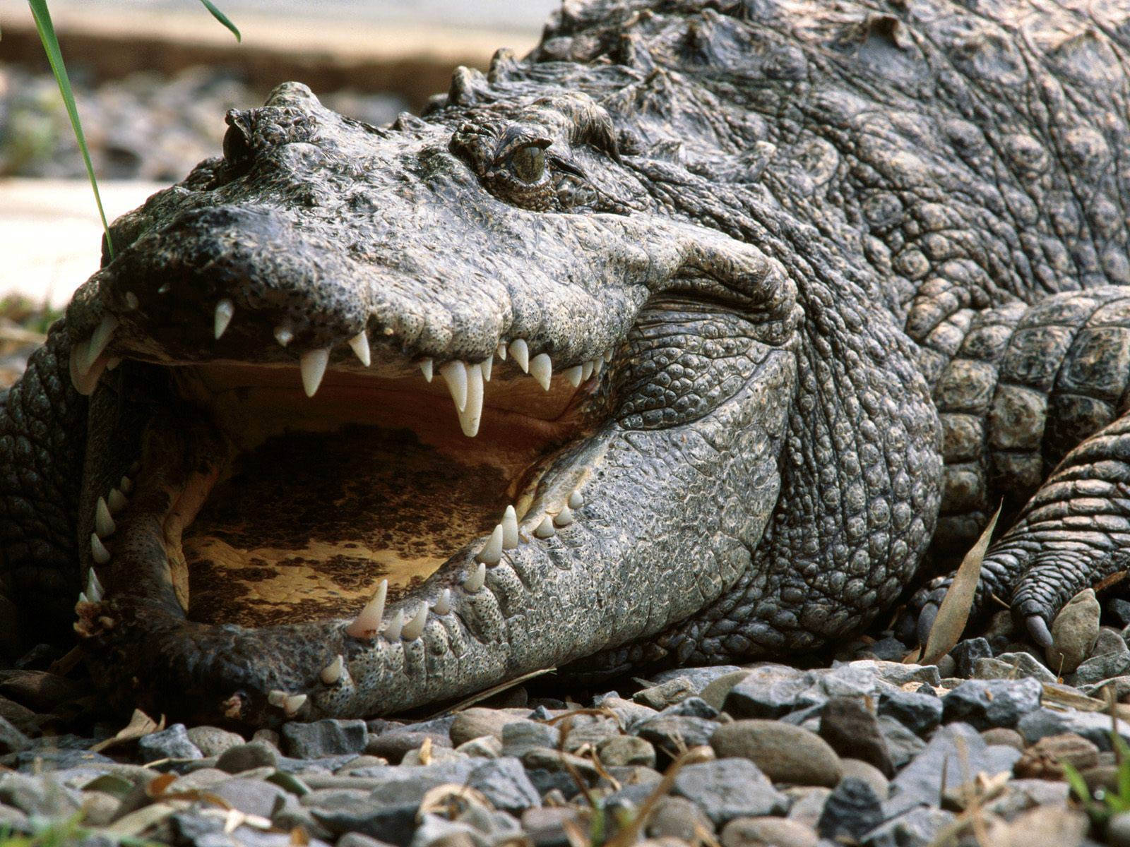 Caiman, mouth agape, rocky riverbank, HD Desktop Wallpaper
