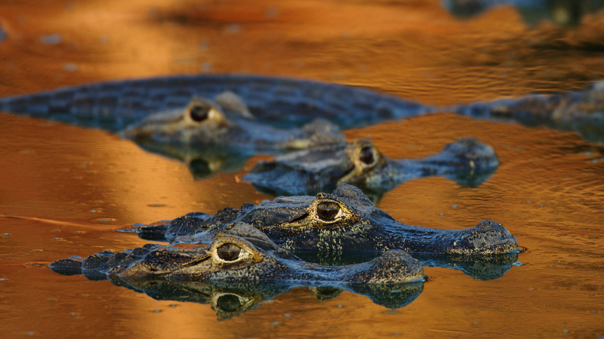 Caiman, golden-hued water, eyes, Full HD Desktop Wallpaper