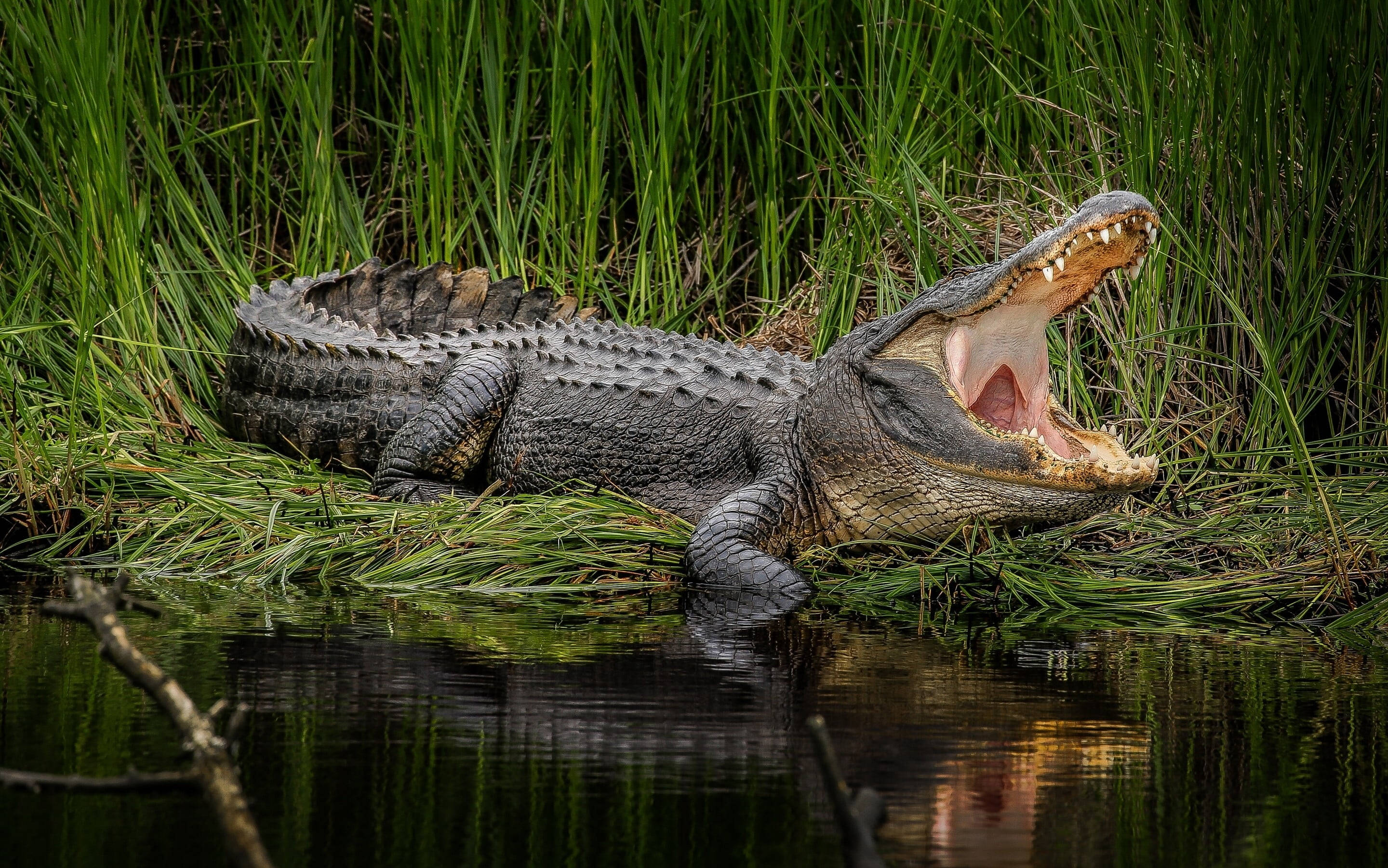 Caiman, wide open mouth, tall green grass, 2K Desktop Wallpaper