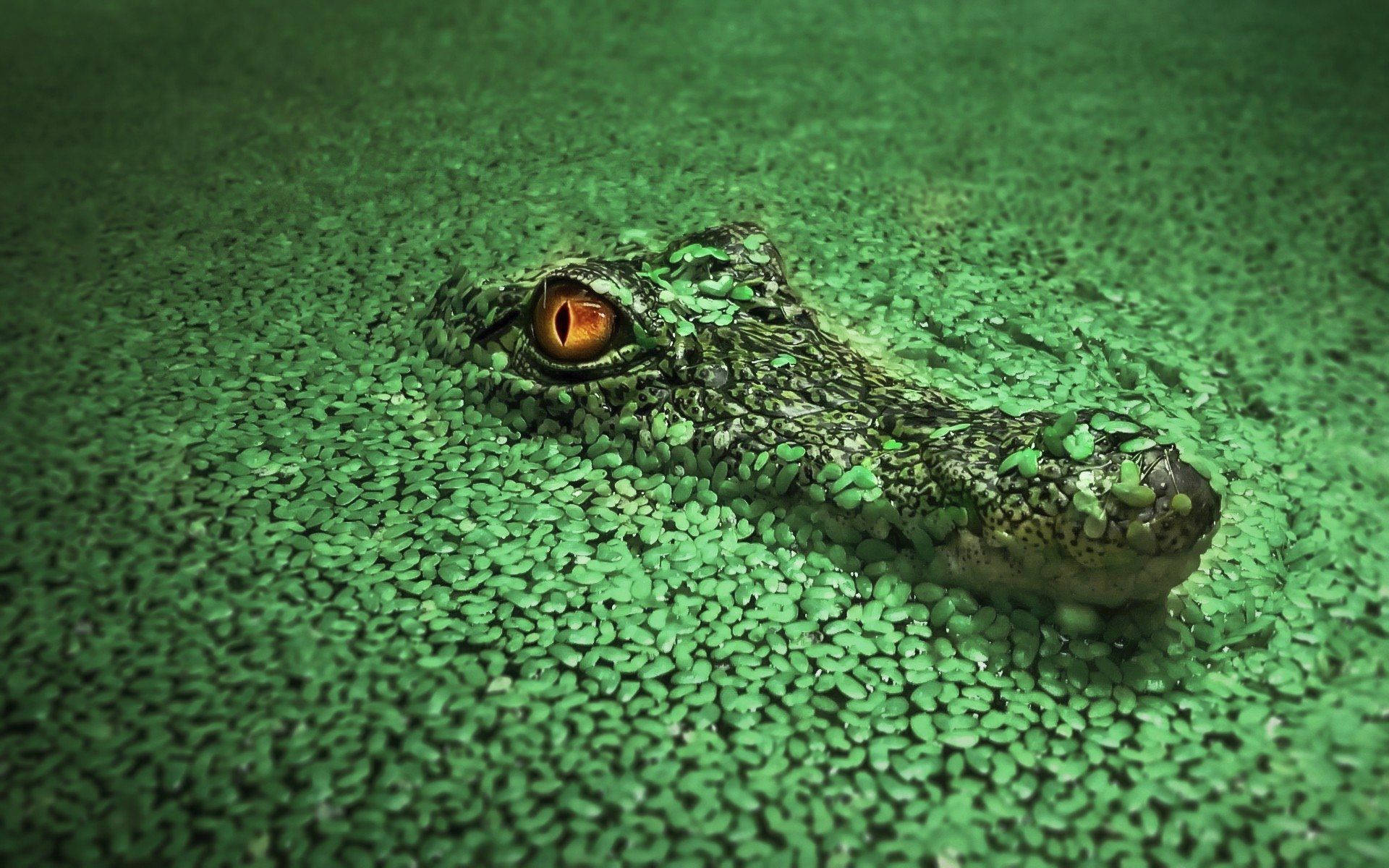 Caiman, glancing from lake, glowing amber eye, Full HD Desktop Wallpaper