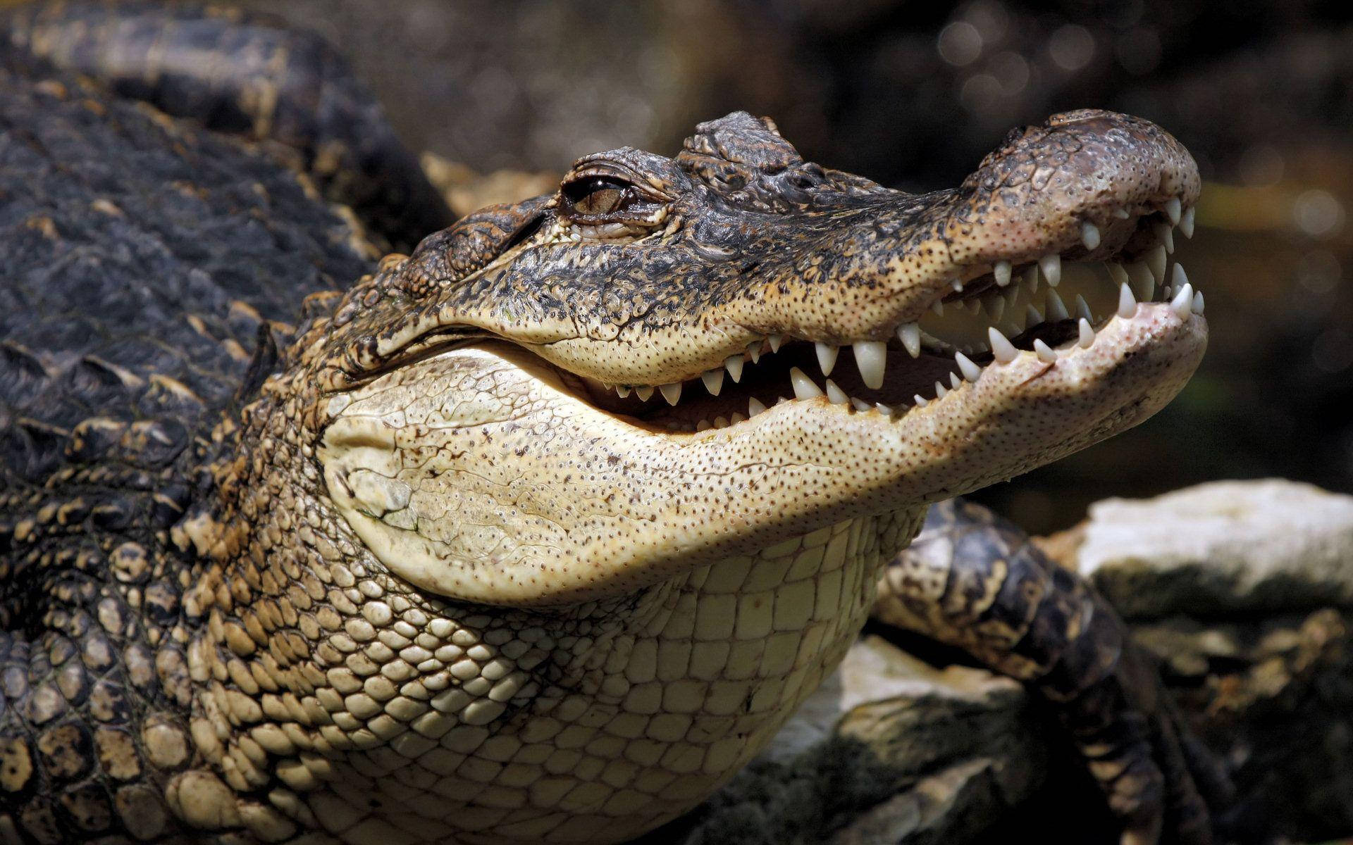 Caiman, crocodile, mouth open, Full HD Desktop Wallpaper