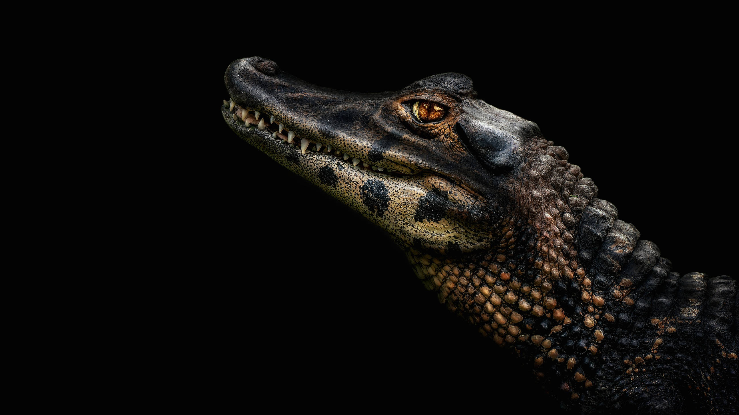 Caiman, amber eyes, textured scales, 2K Desktop Wallpaper