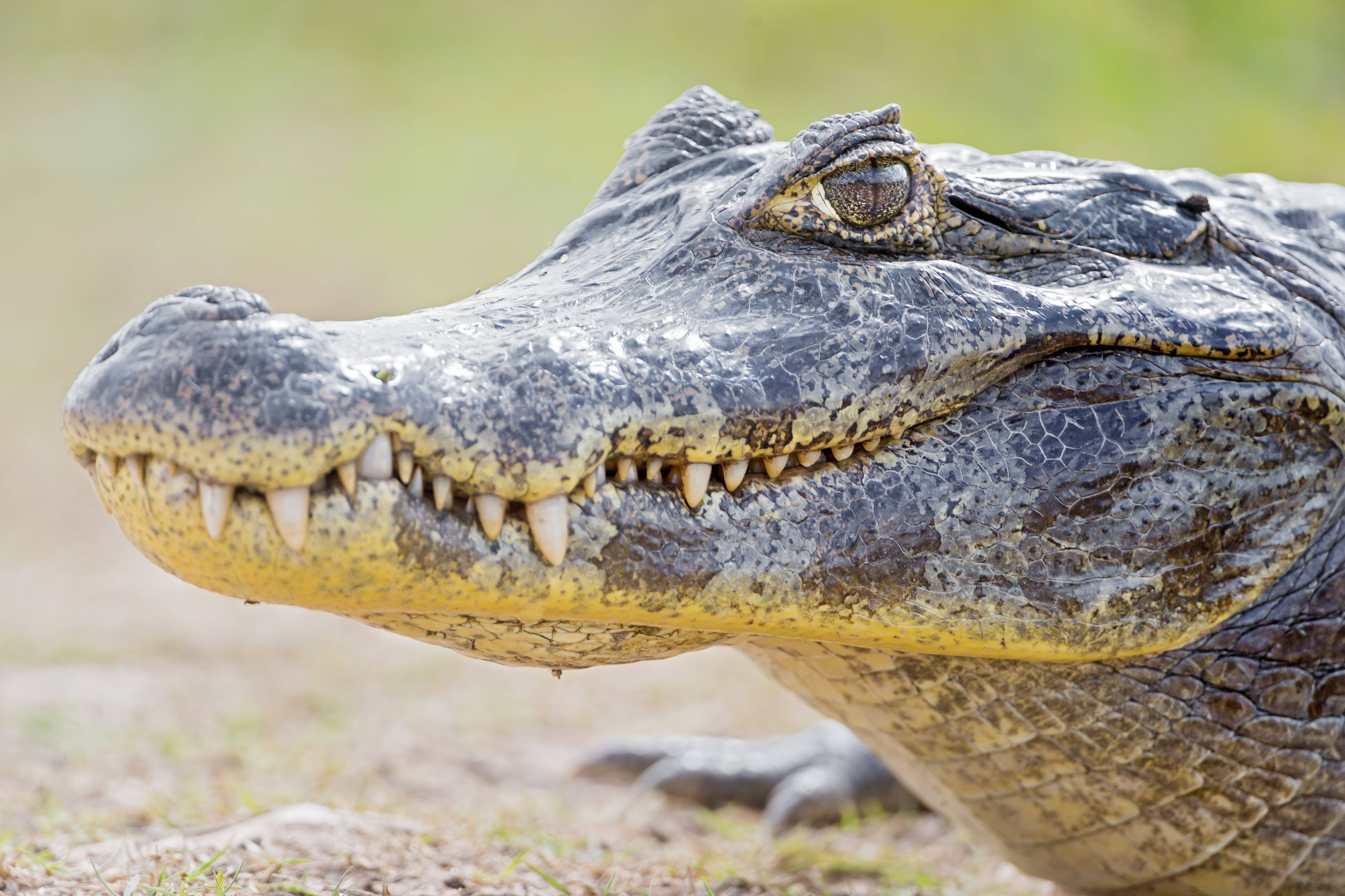 Caiman, textured snout, sharp teeth, 4K Desktop Wallpaper