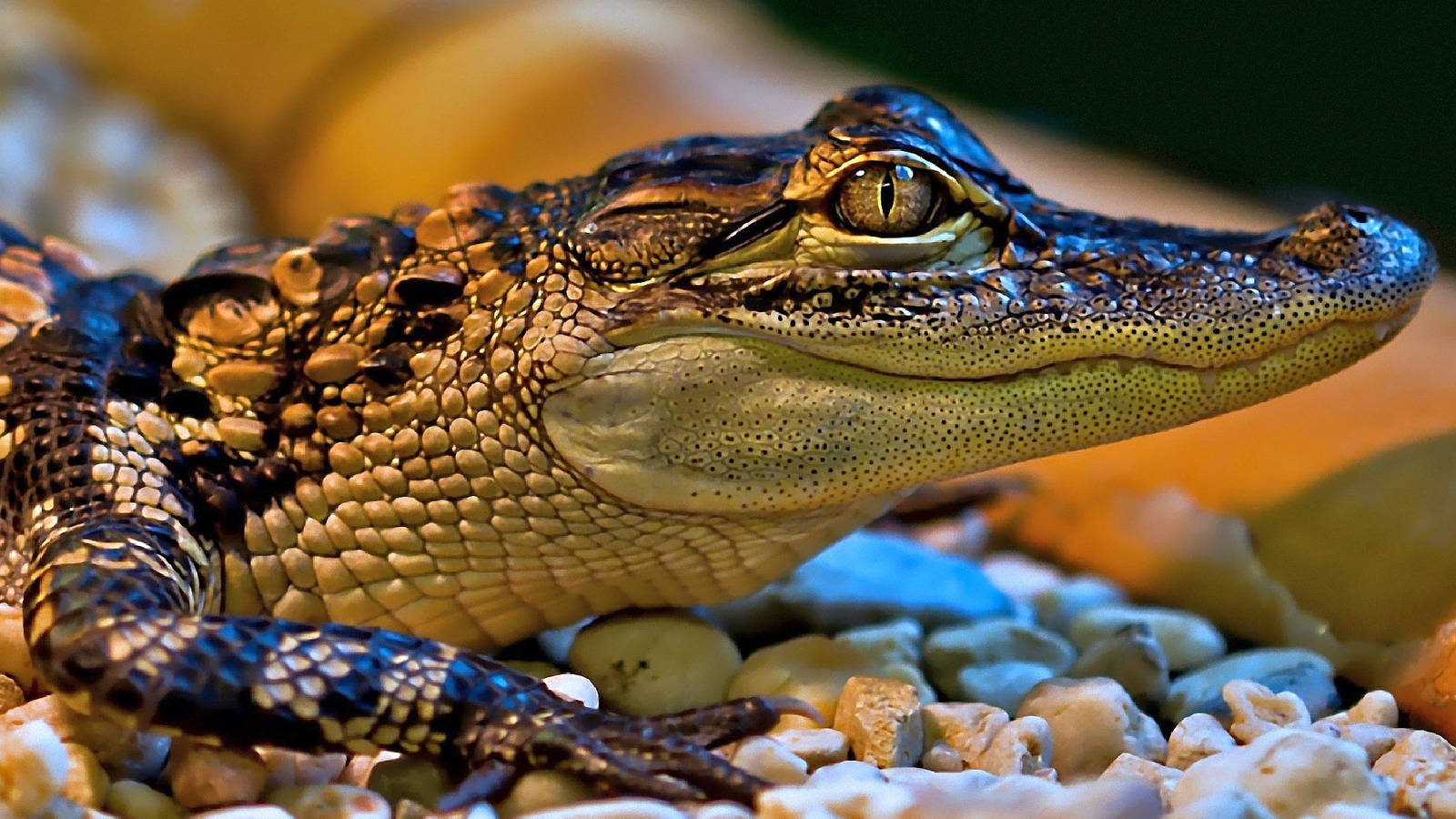 small caiman, pebbles, detailed scales, HD Desktop Wallpaper