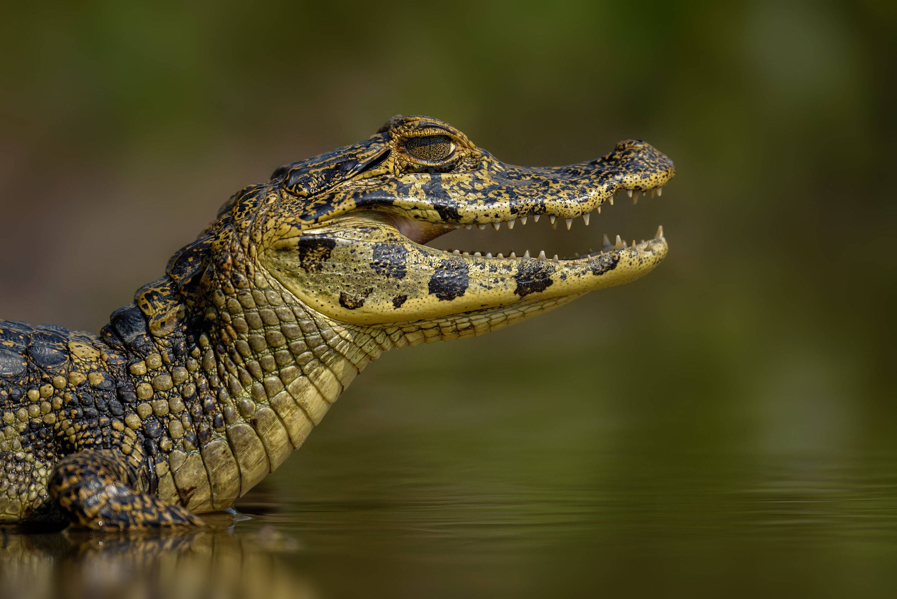 dotted caiman, bokeh, murky green water, 2K Desktop Wallpaper