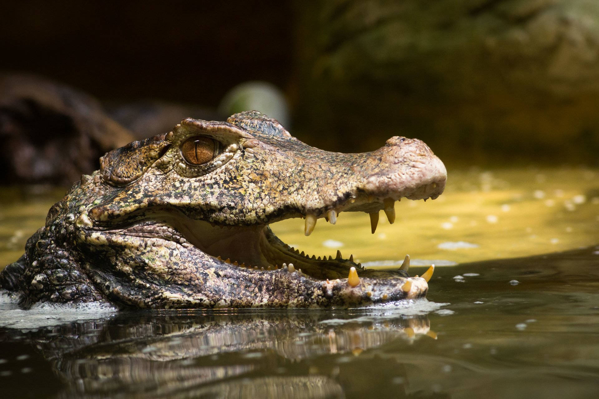 Caiman, head, murky water, Full HD Desktop Wallpaper