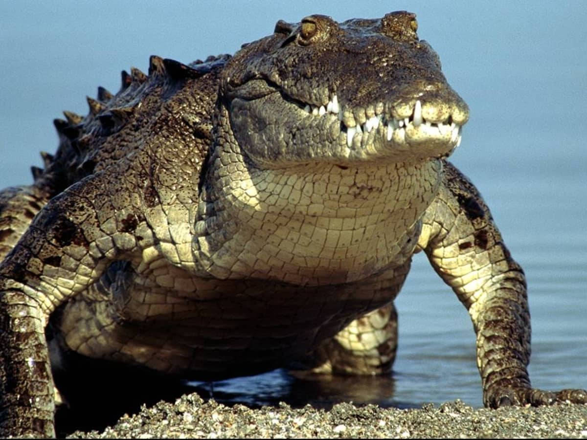 Caiman, crocodile, sharp teeth, SD Desktop Wallpaper