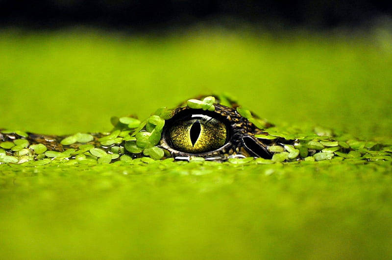 Caiman, golden eye, vibrant green water lilies, SD Desktop Wallpaper