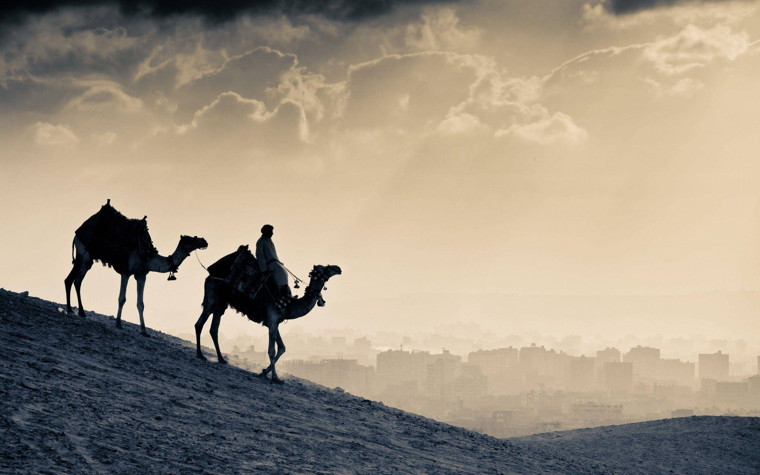 Cairo, camels, rider, 2K Desktop Wallpaper