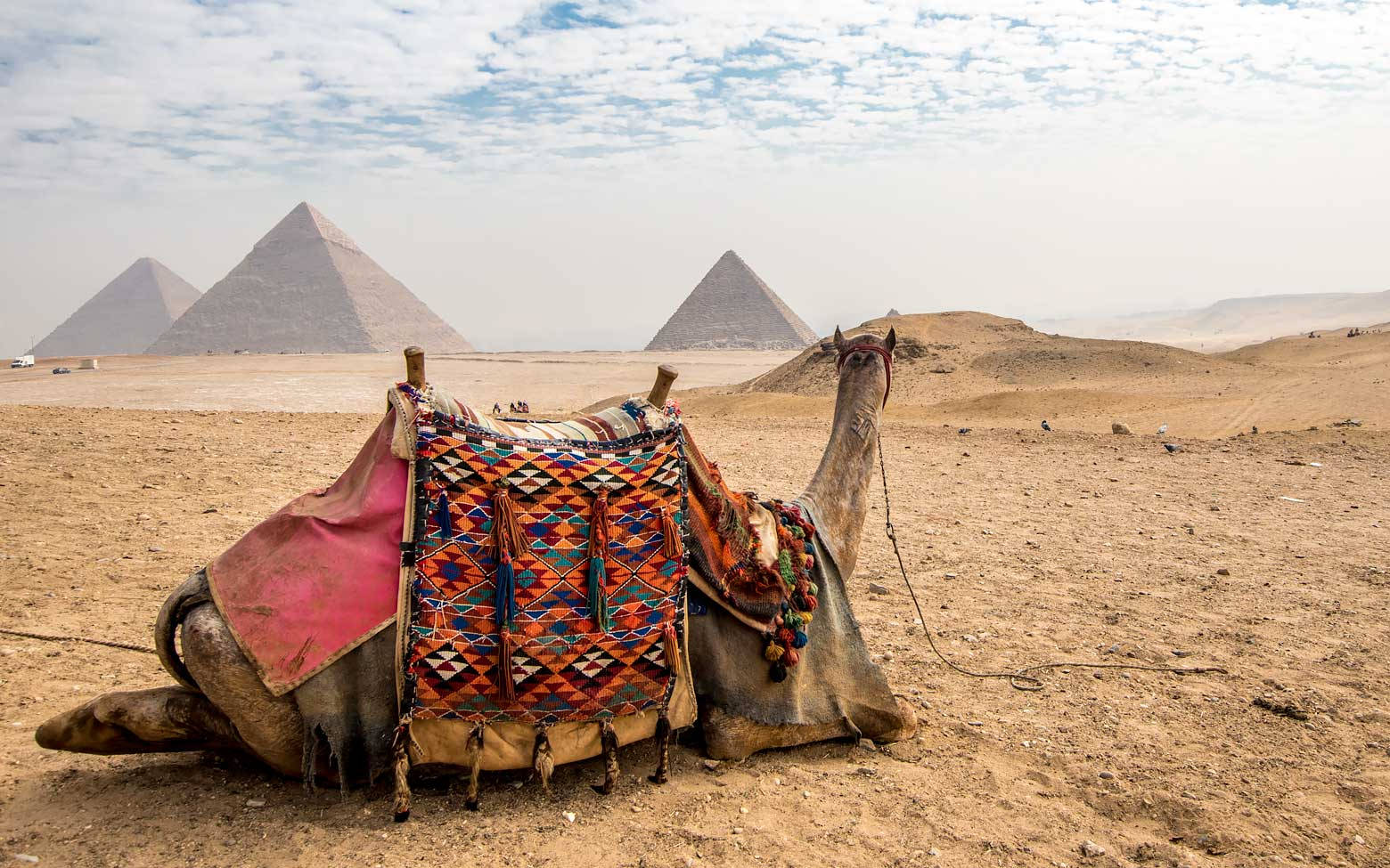 pyramids of Giza, camel, colorful patterned saddle, HD Desktop Wallpaper