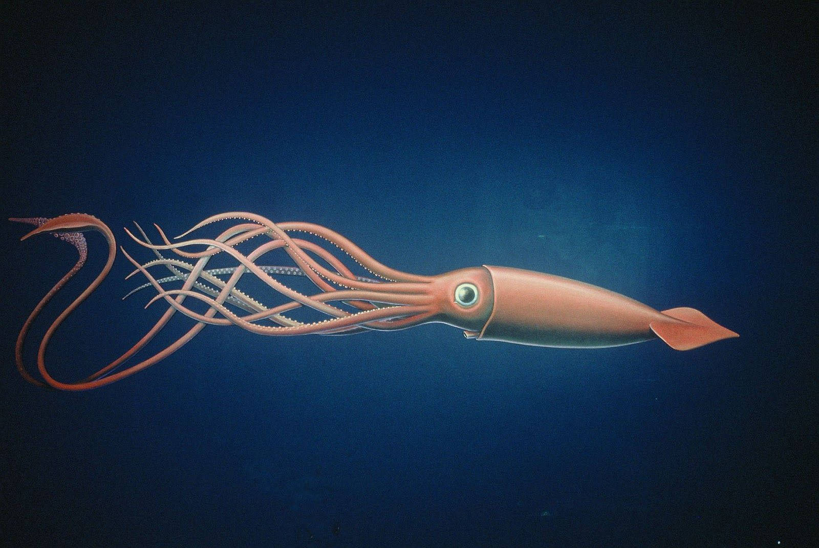 giant calamari, reddish squid, deep blue ocean waters, HD Desktop Wallpaper