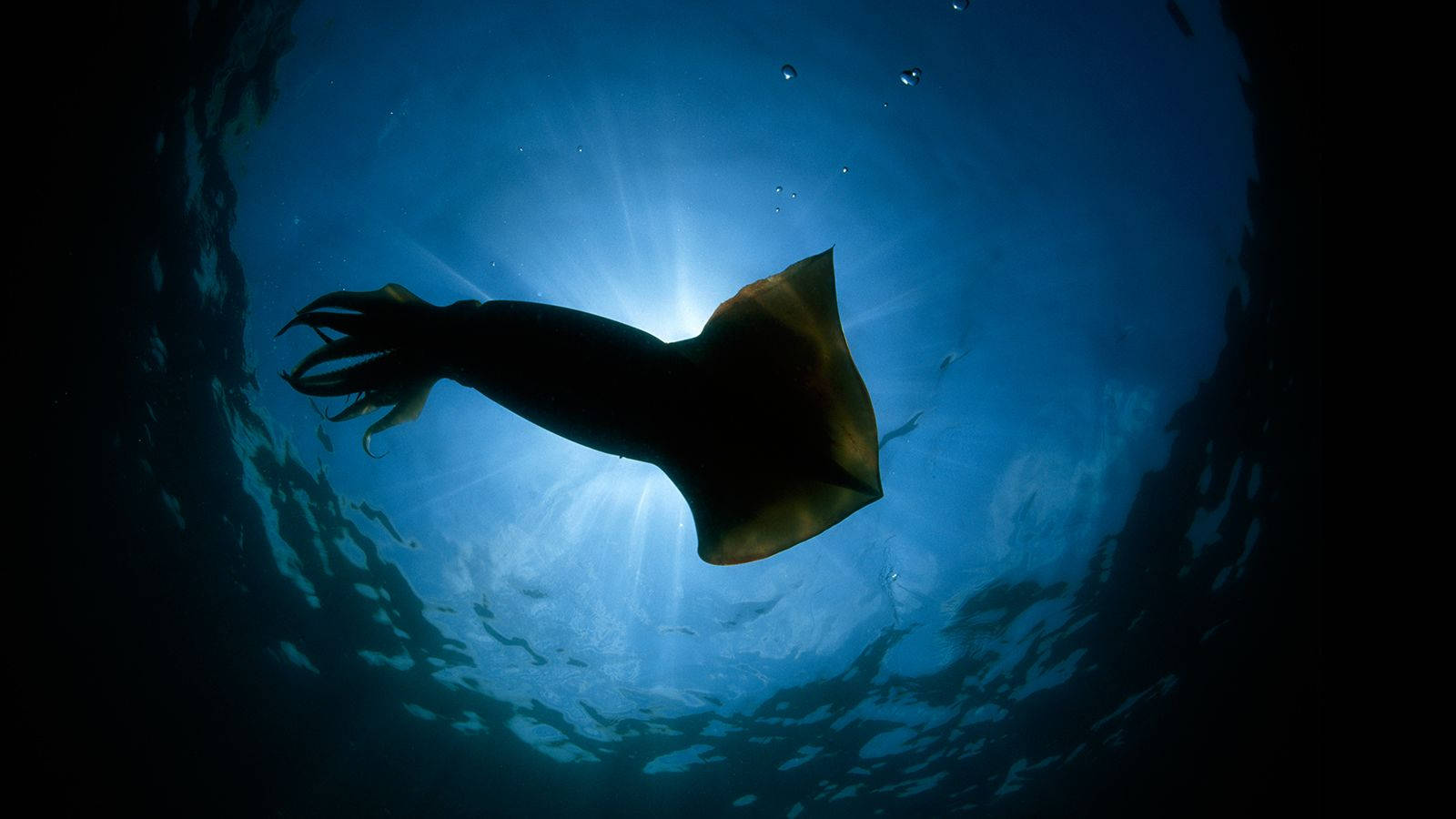 silhouette, floating calamari, radiant sunbeam, HD Desktop Wallpaper