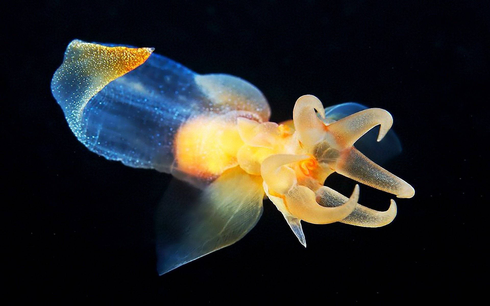 naked sea butterfly calamari, translucent blue, orange, Full HD Desktop Wallpaper