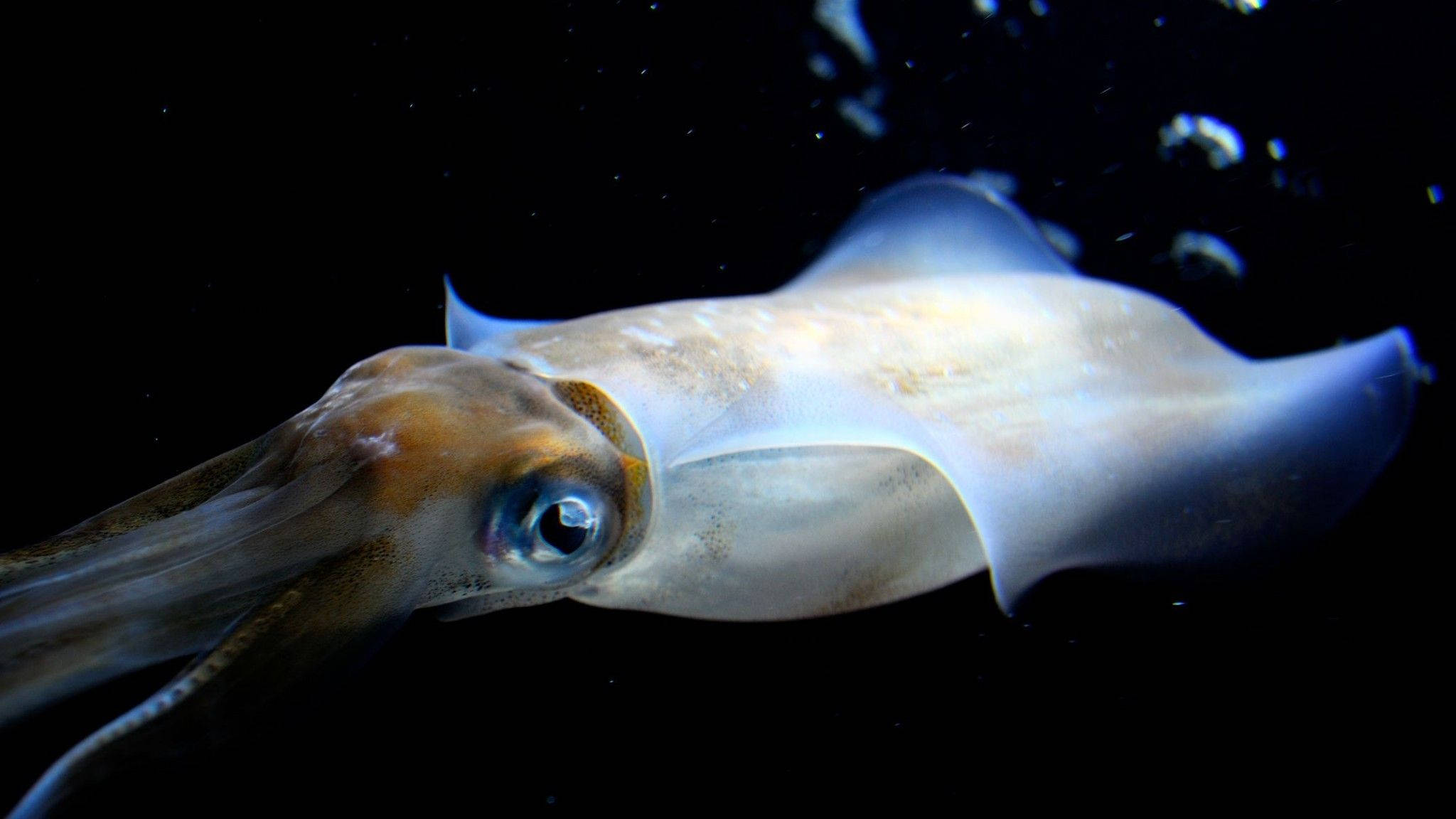 deepsea calamari, squid, dark water, Full HD Desktop Wallpaper