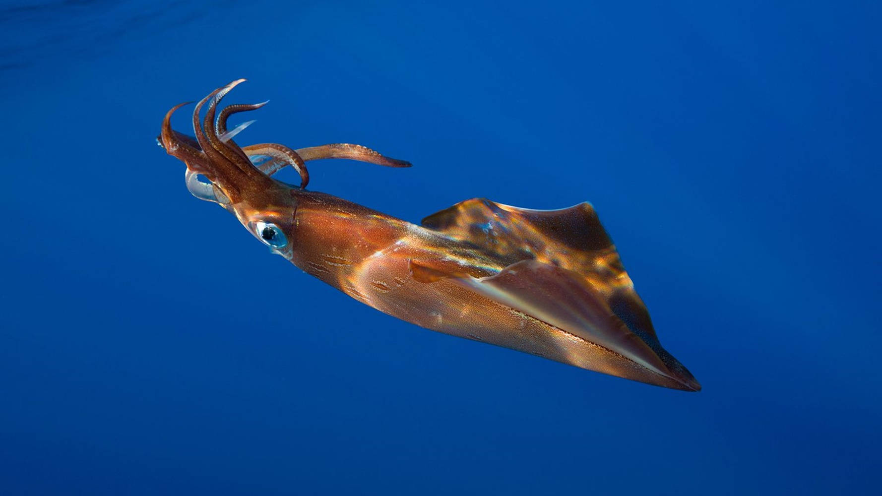 Swimming Argentine Shortfin Calamari, vibrant squid, deep blue ocean waters, HD Desktop Wallpaper