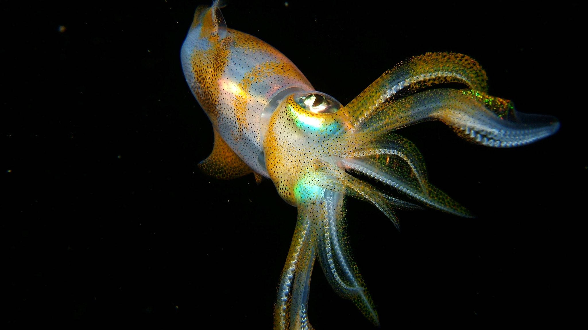 floating deepsea calamari, iridescent hues, pitch-black underwater backdrop, Full HD Desktop Wallpaper
