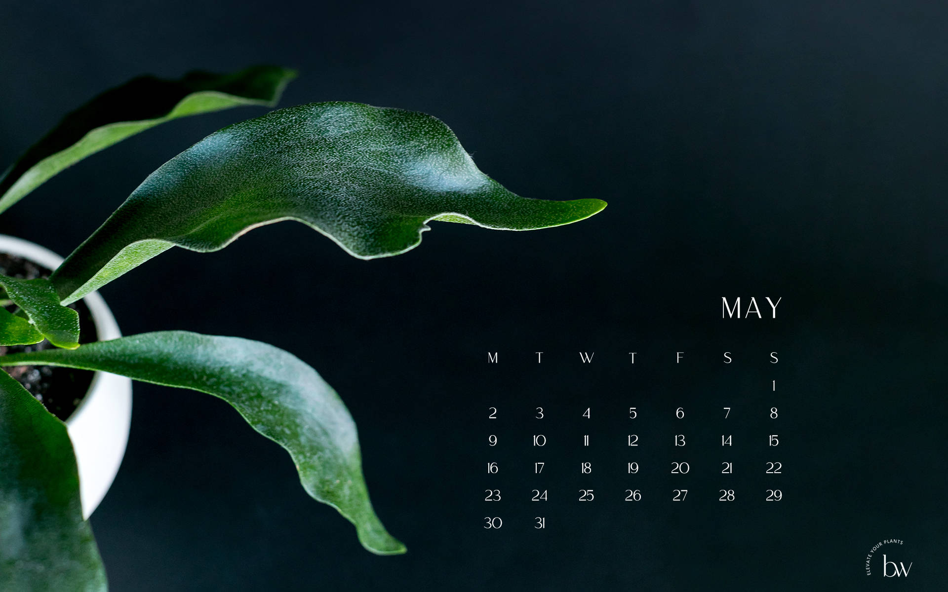 staghorn fern, minimalist May calendar, dark teal background, Full HD Desktop Wallpaper
